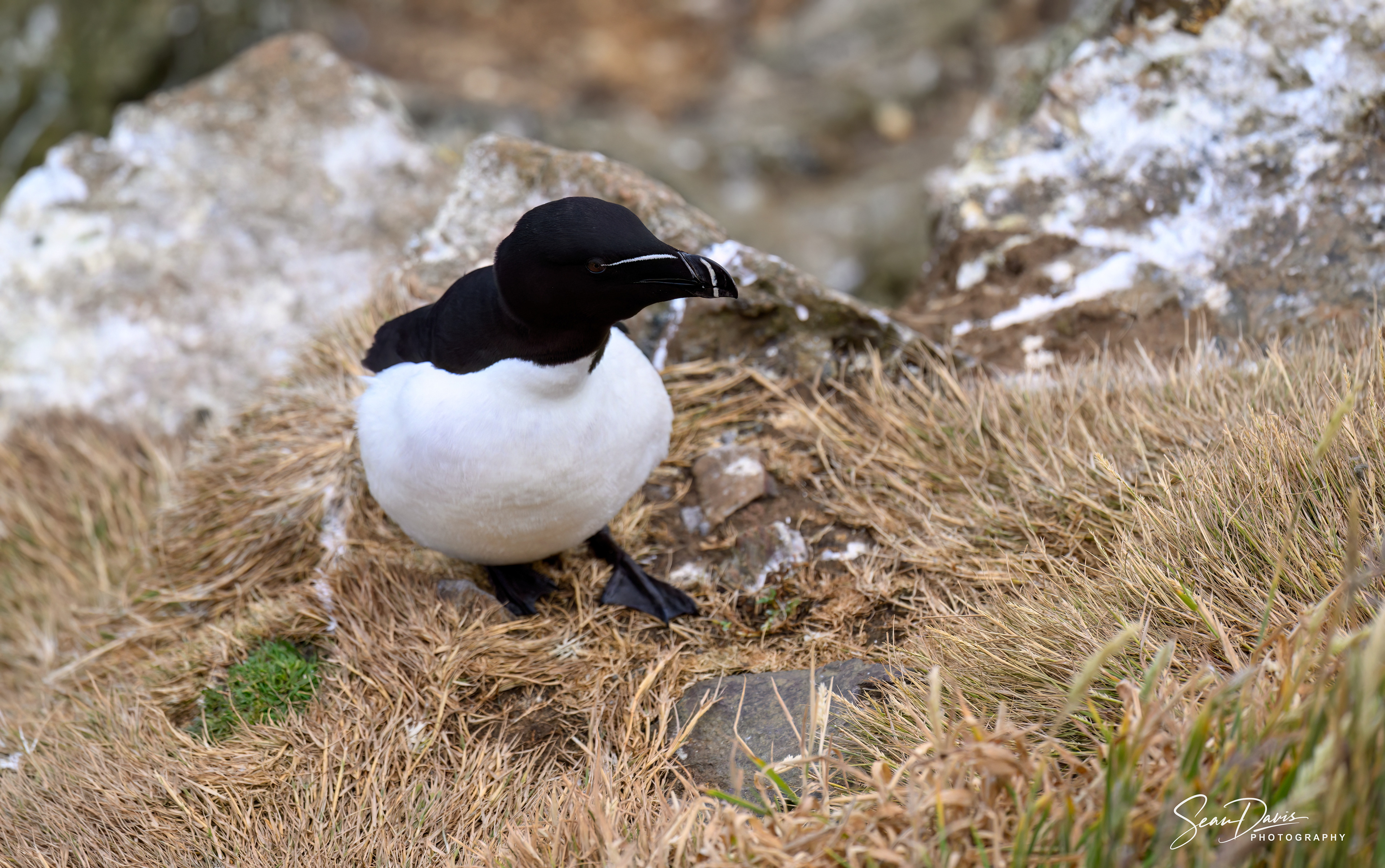 Razorbill