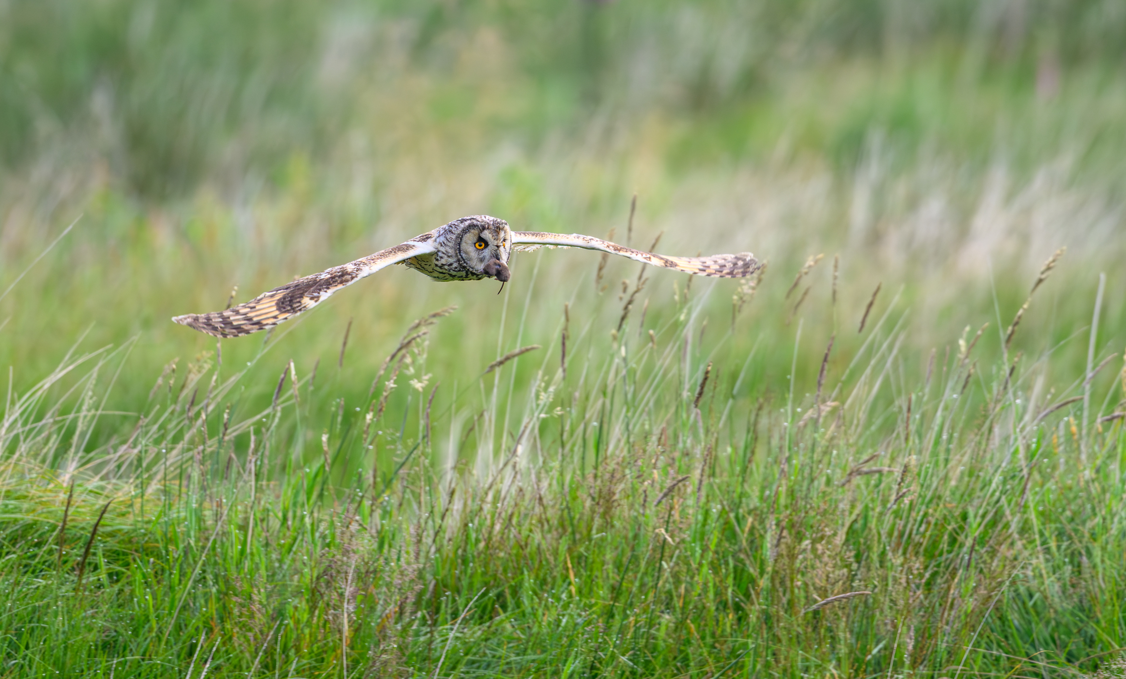 Long Eared Owl