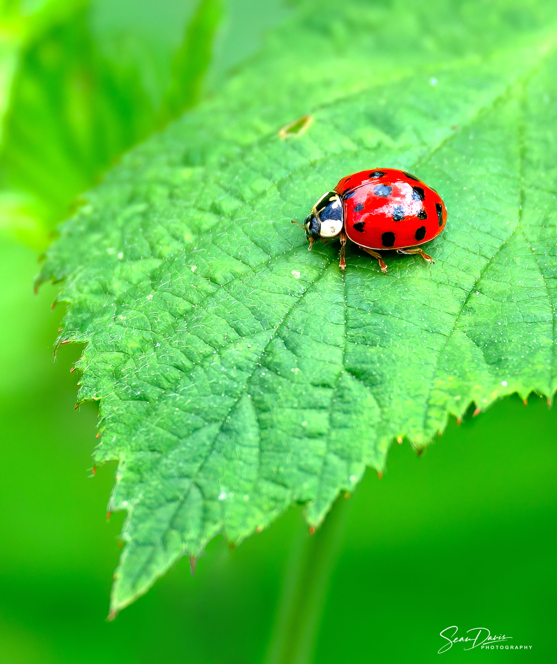 Lady Bettle