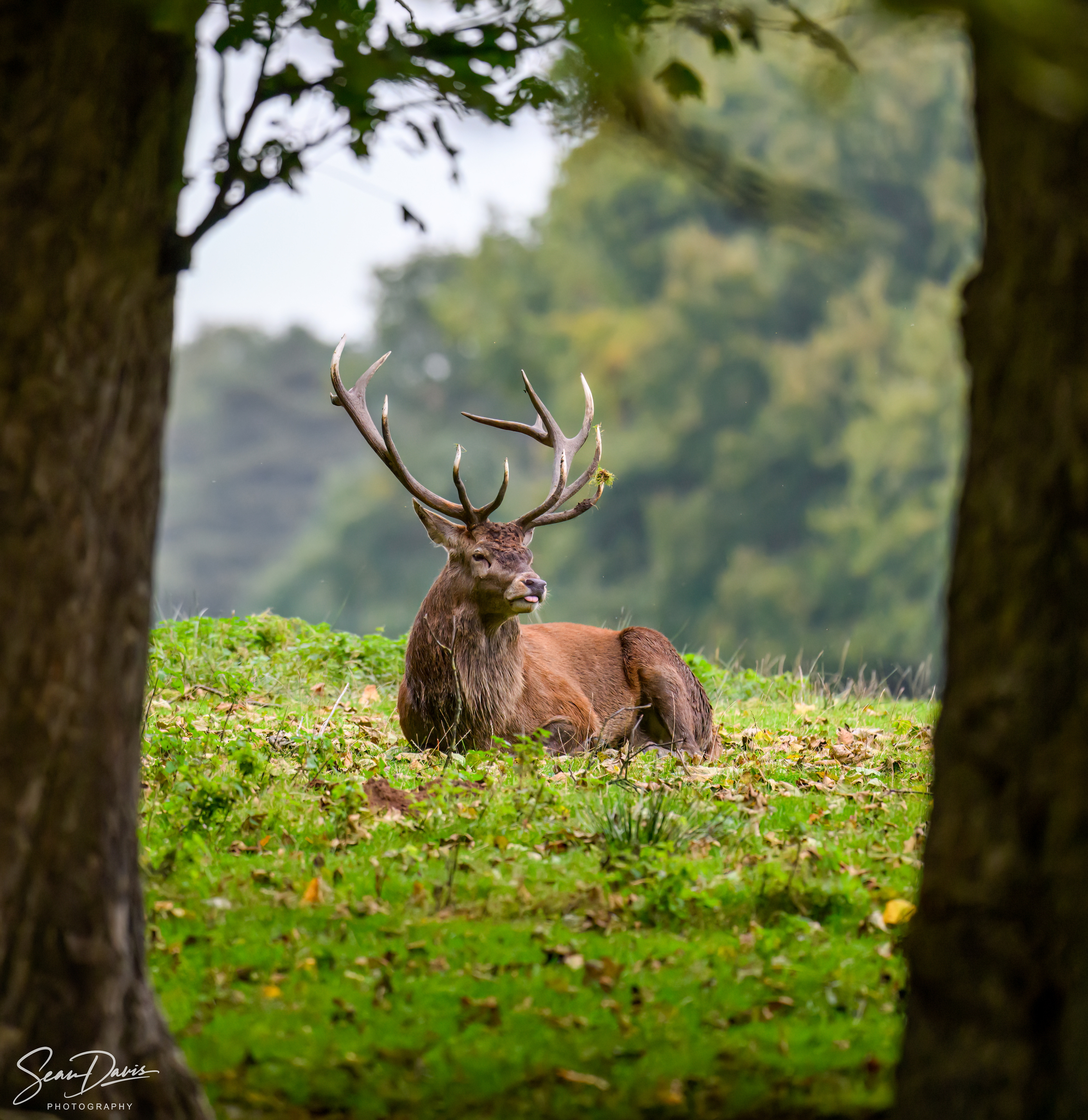 Red Deer