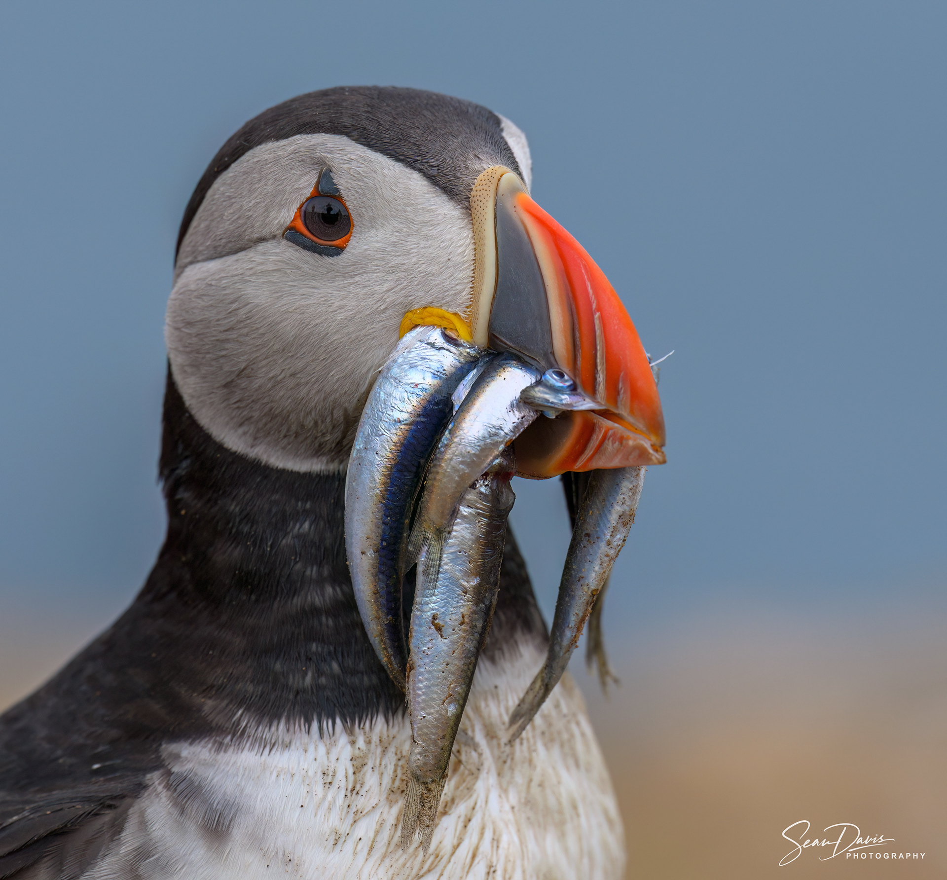 Puffin