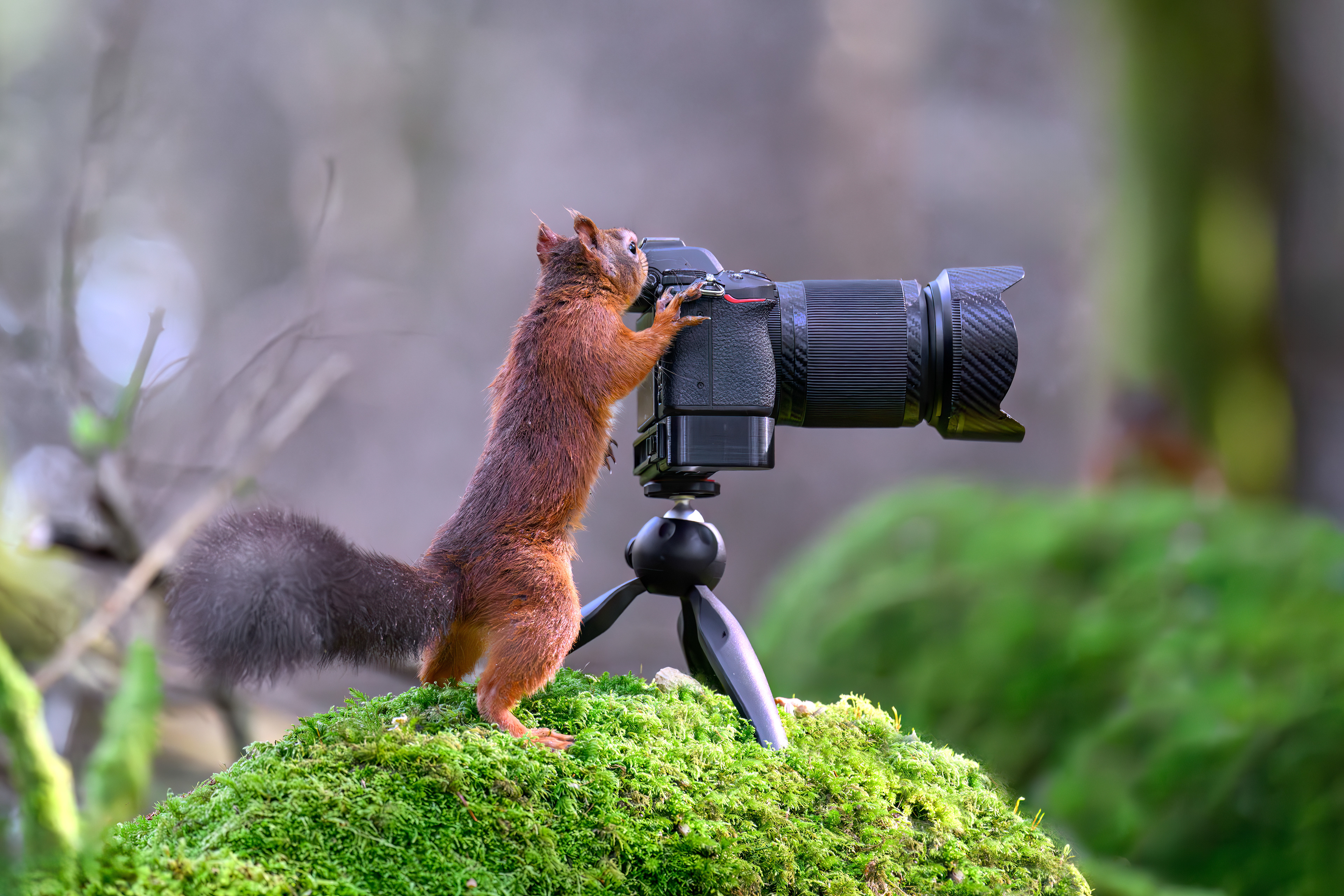 Red Squirrel