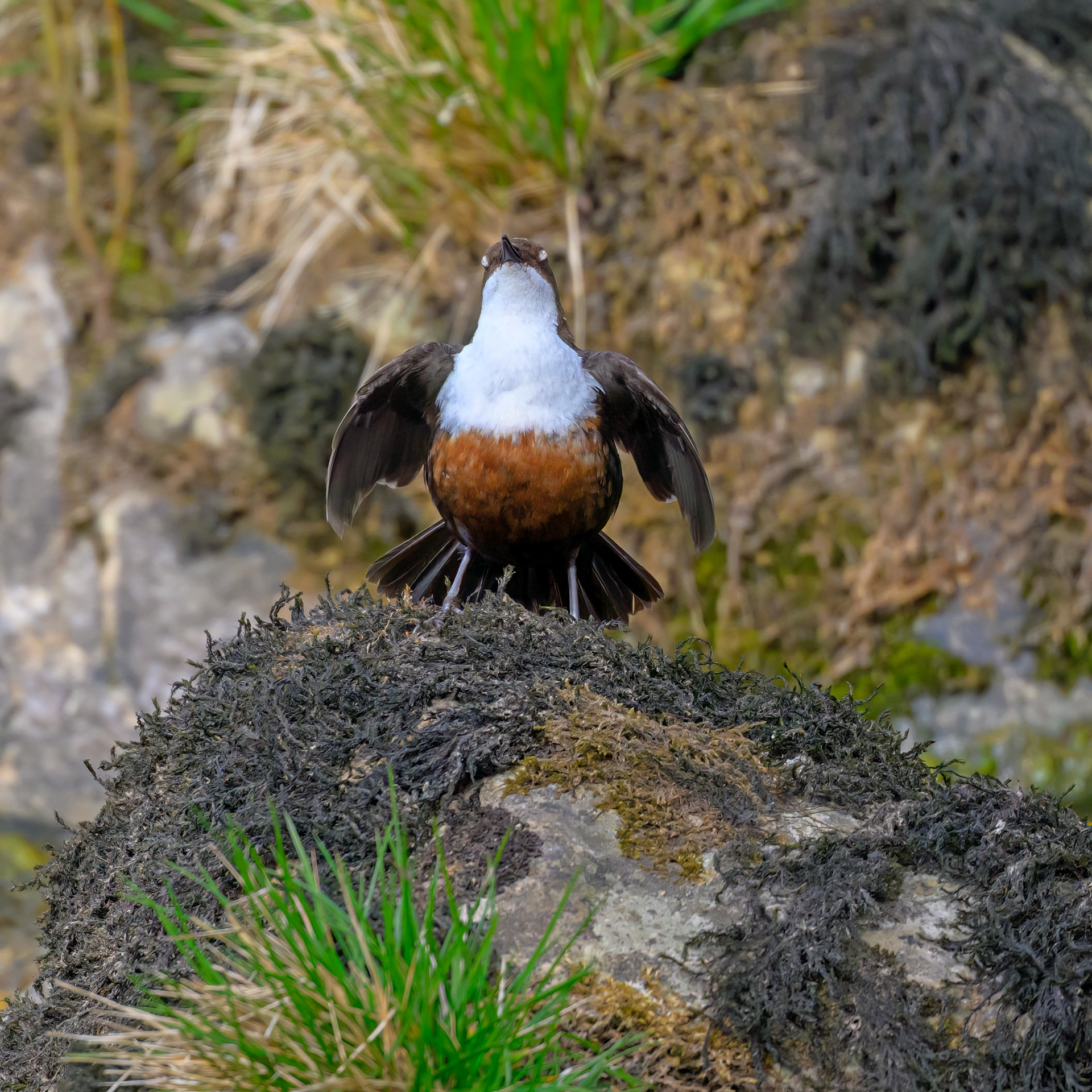 White Throated Dipper