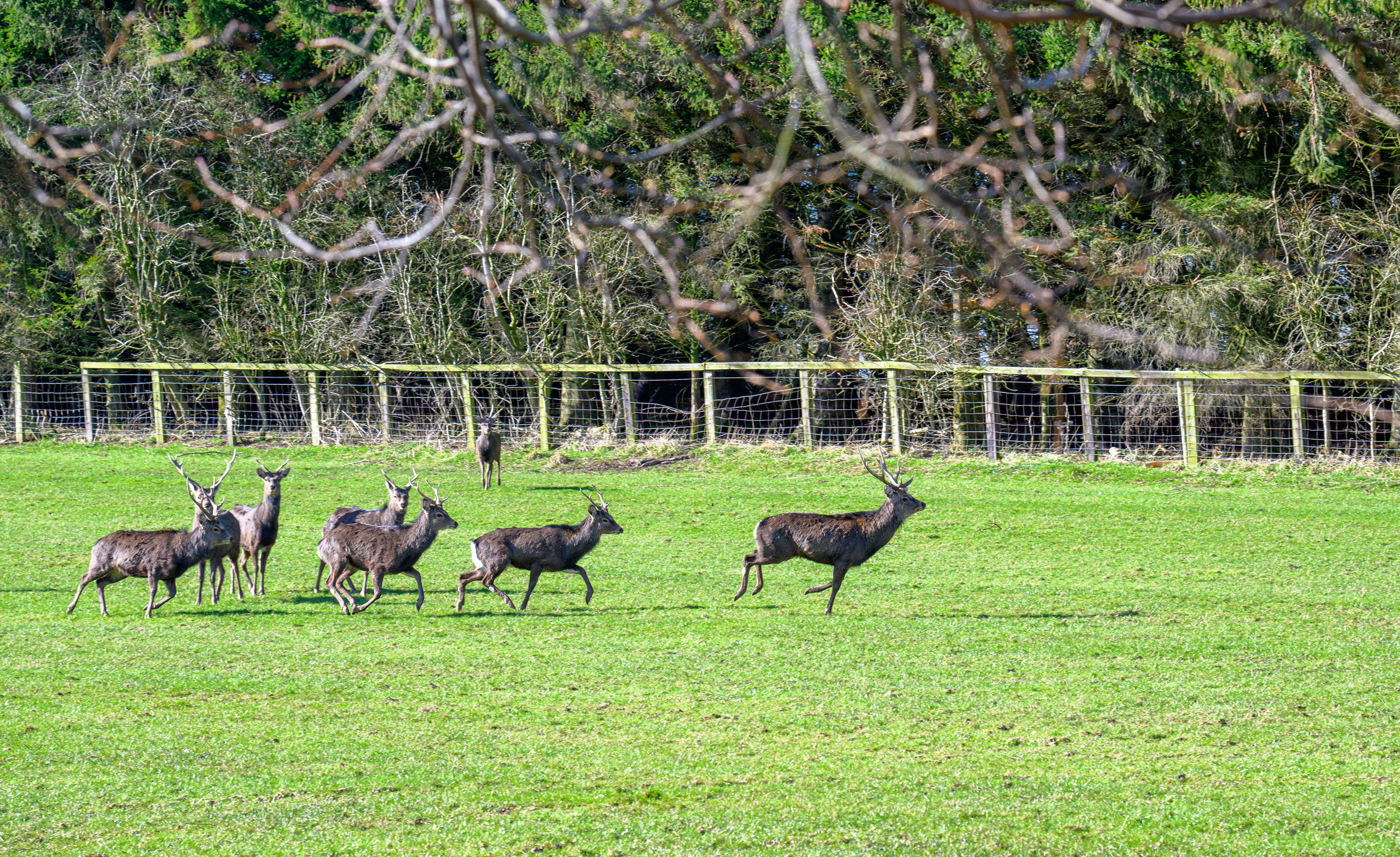 Roe Deer