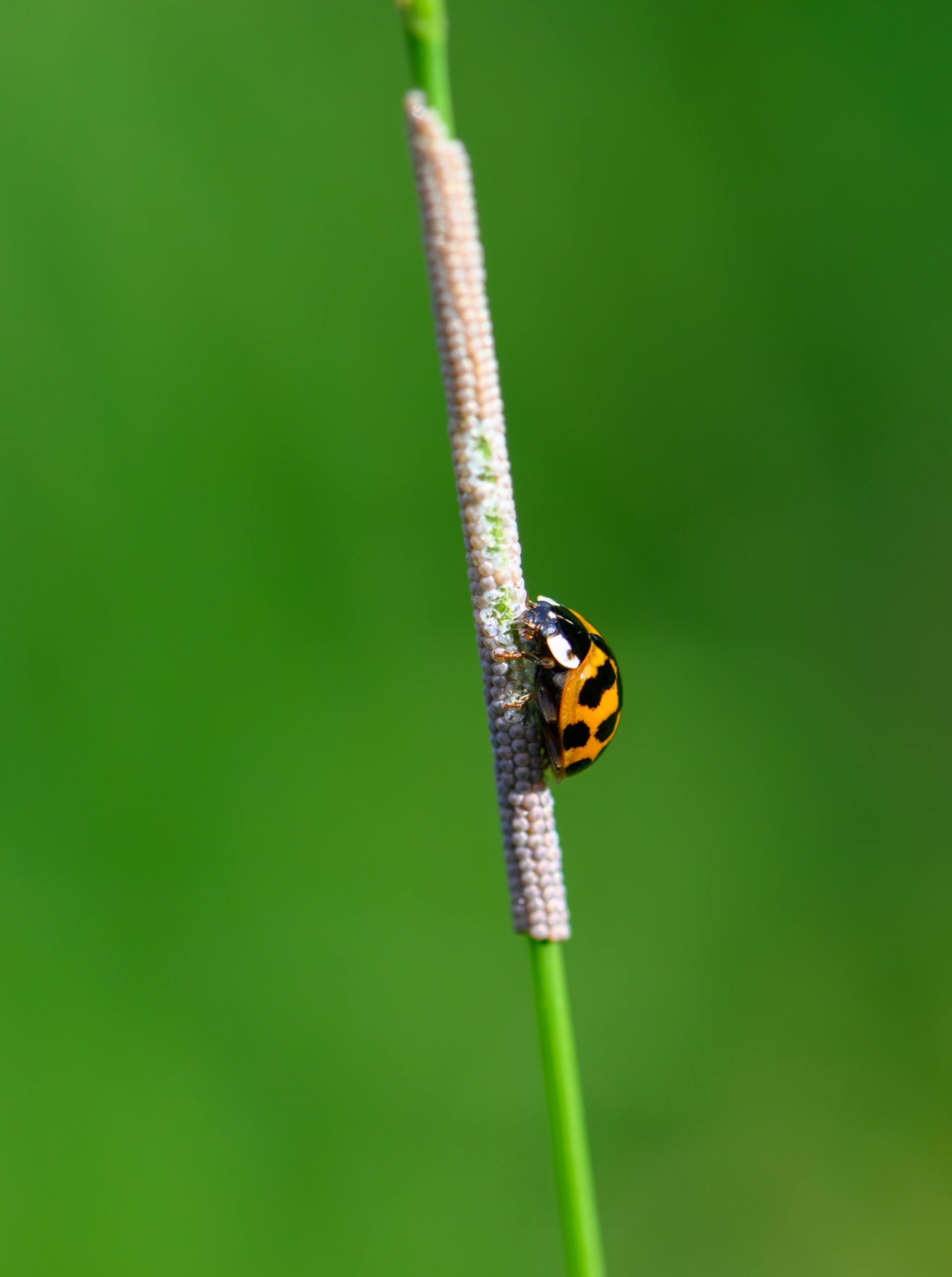 Ladybird