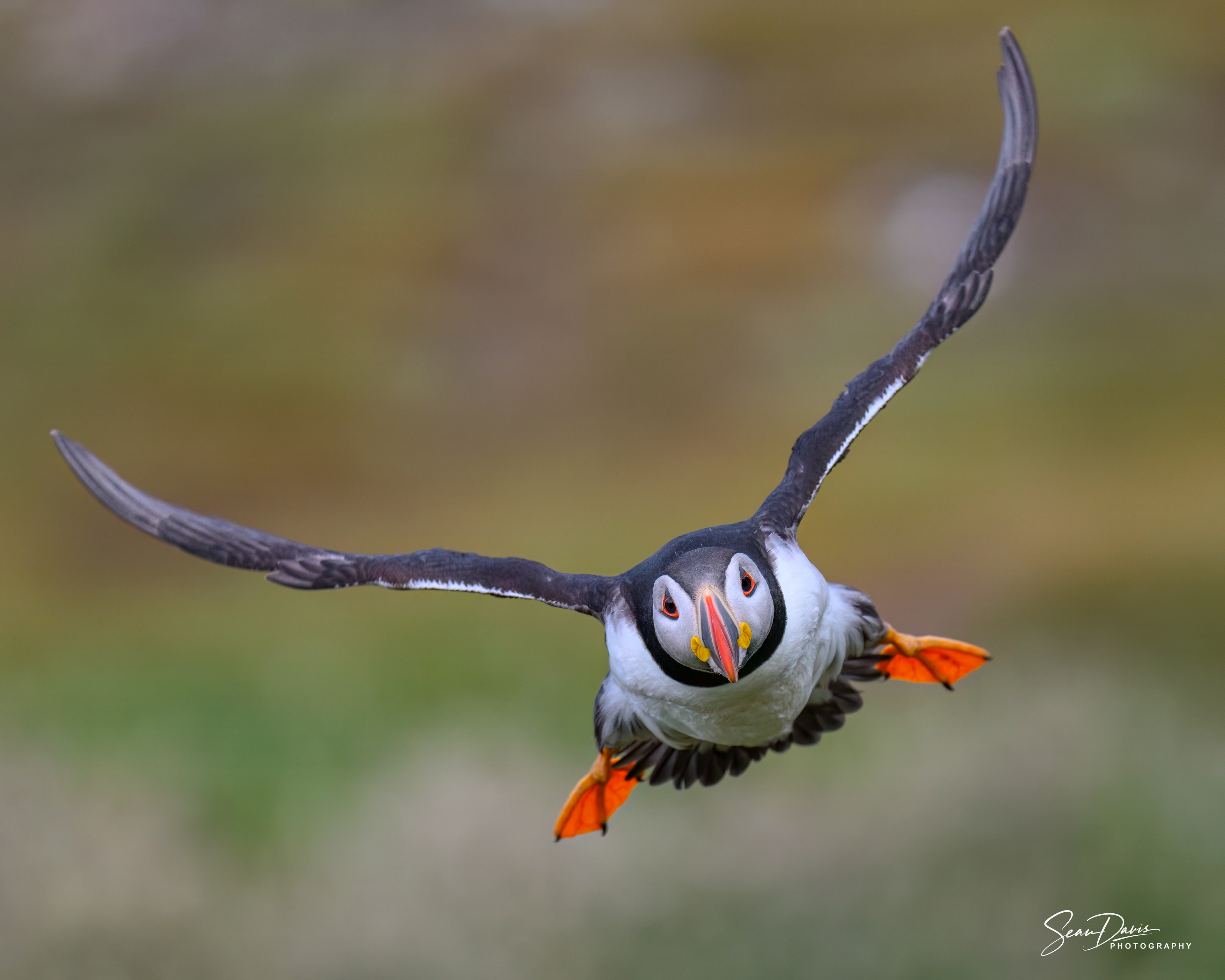 Puffin
