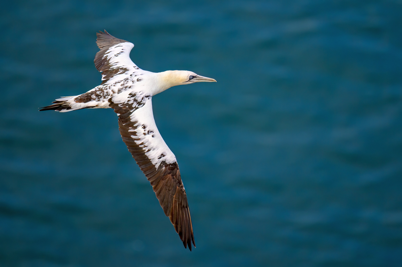 Northern Gannet