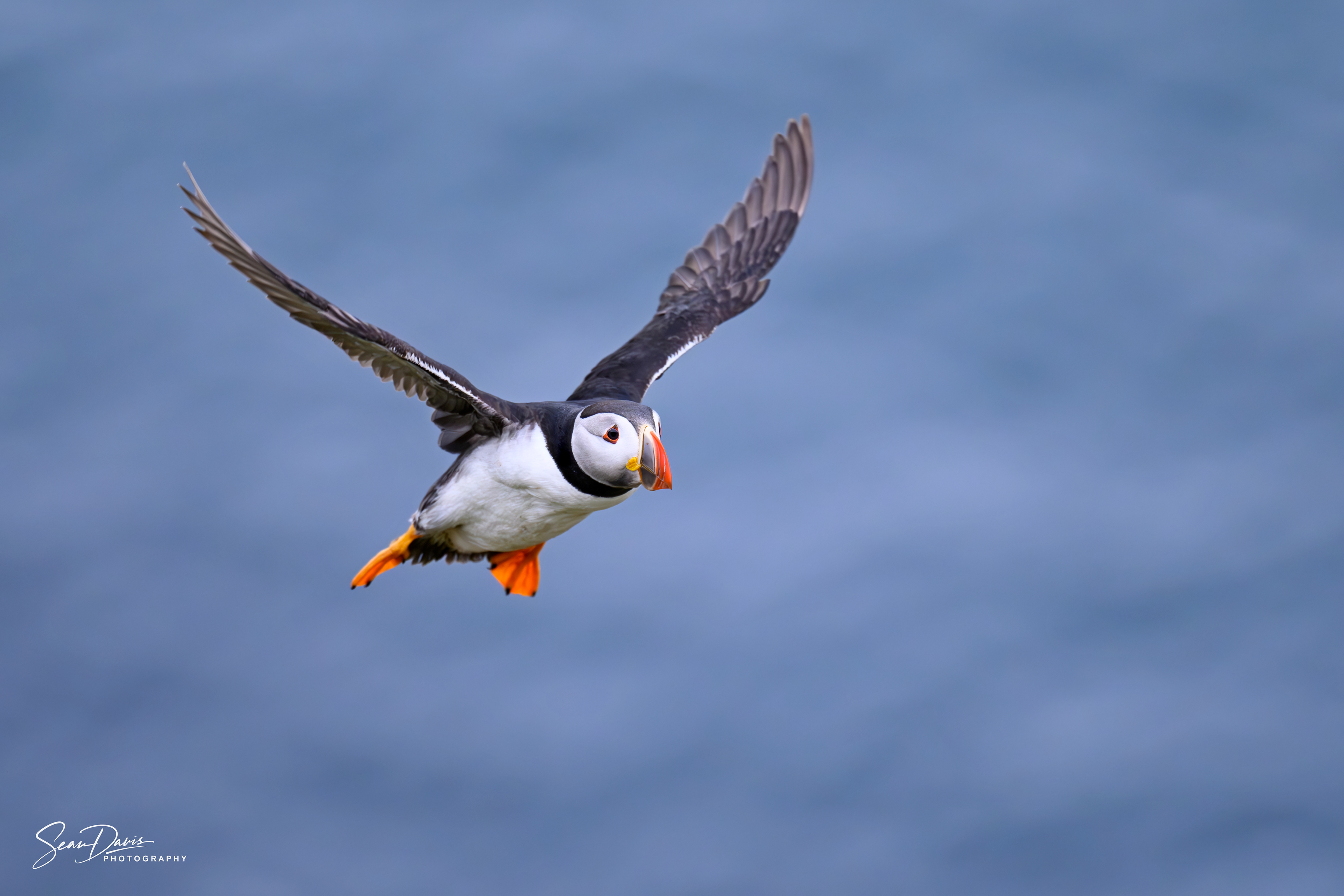Puffin