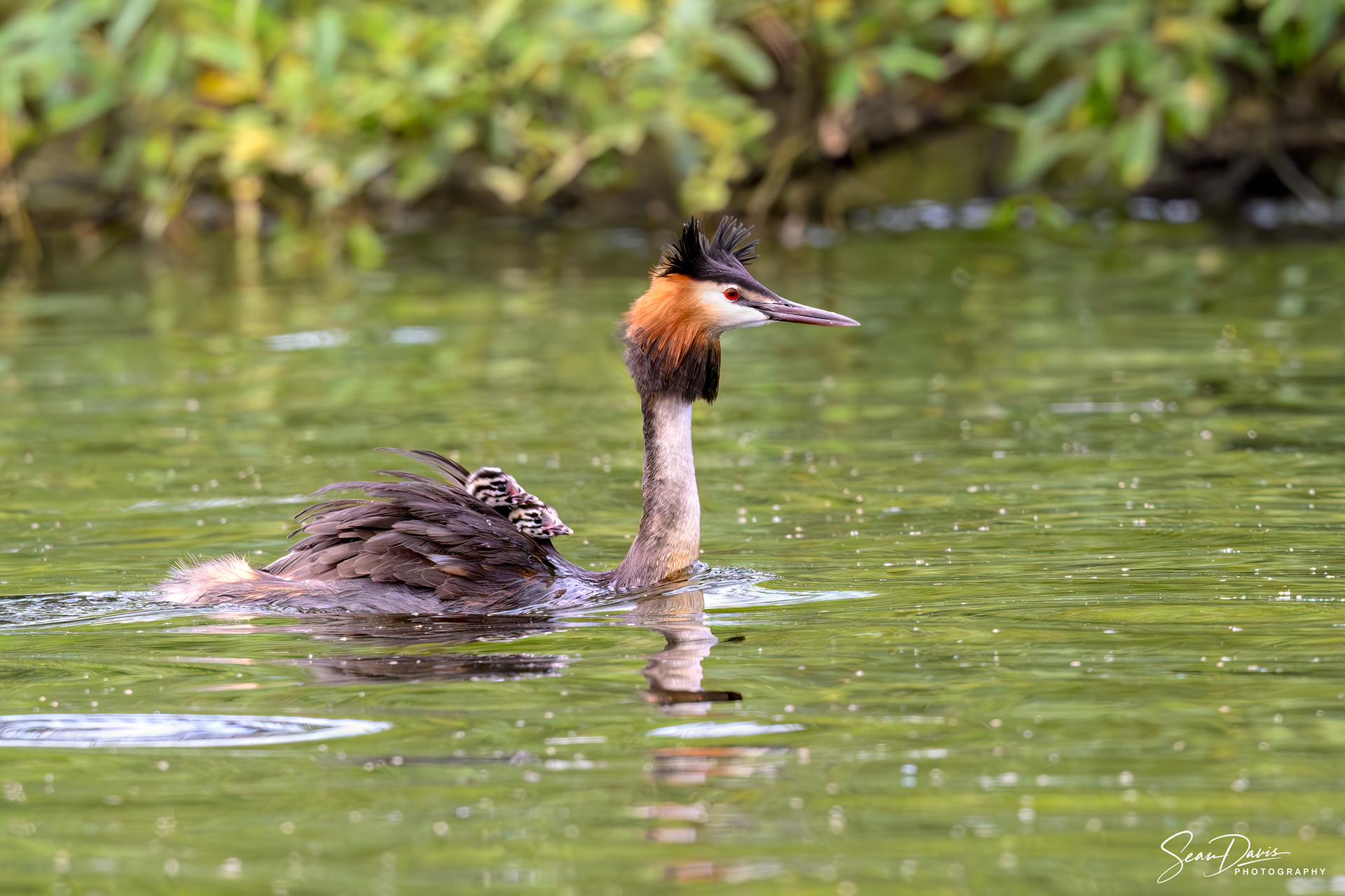 Adult & 2 Humbugs