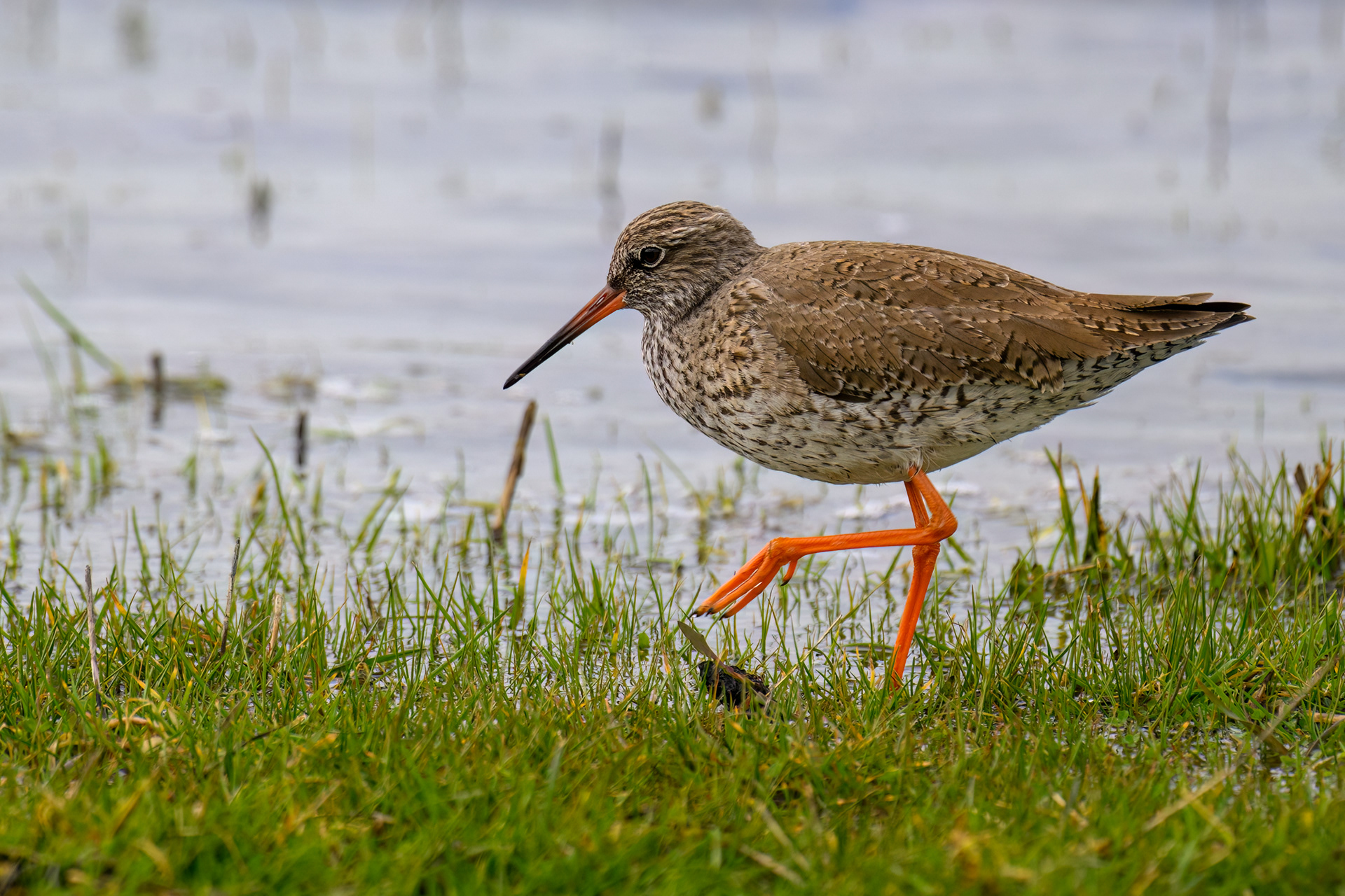 Red Shank