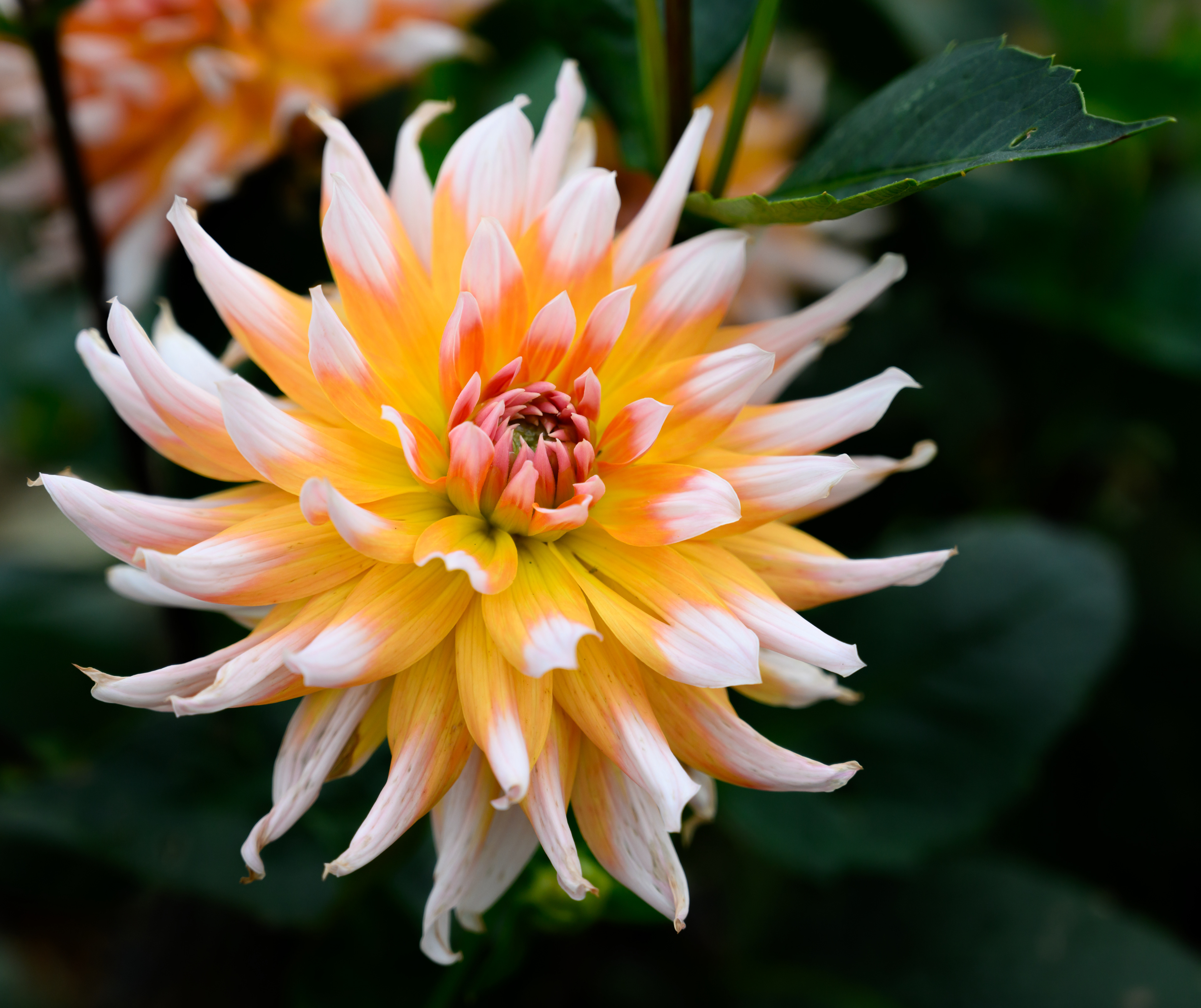 Dahlia