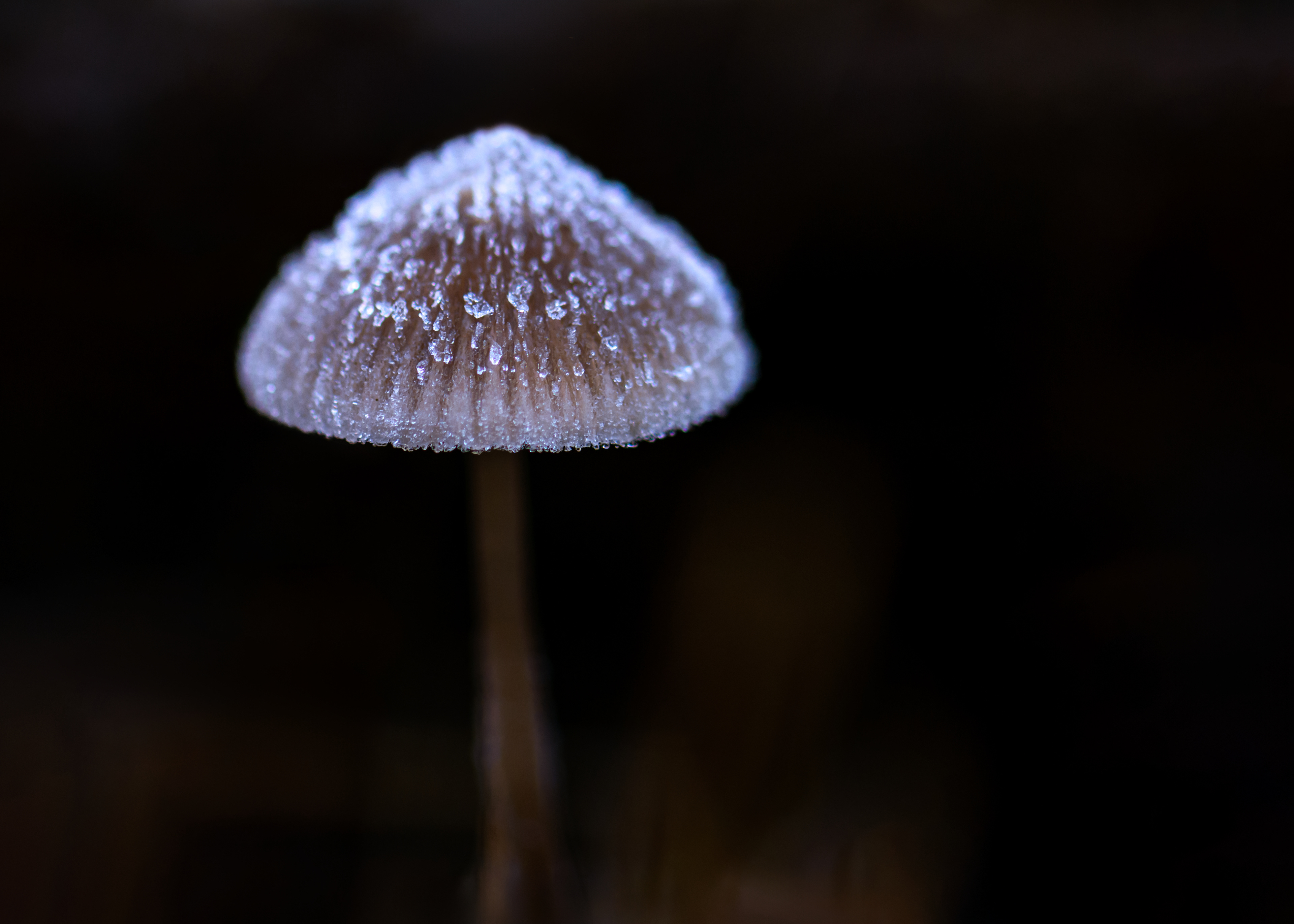 Fungi