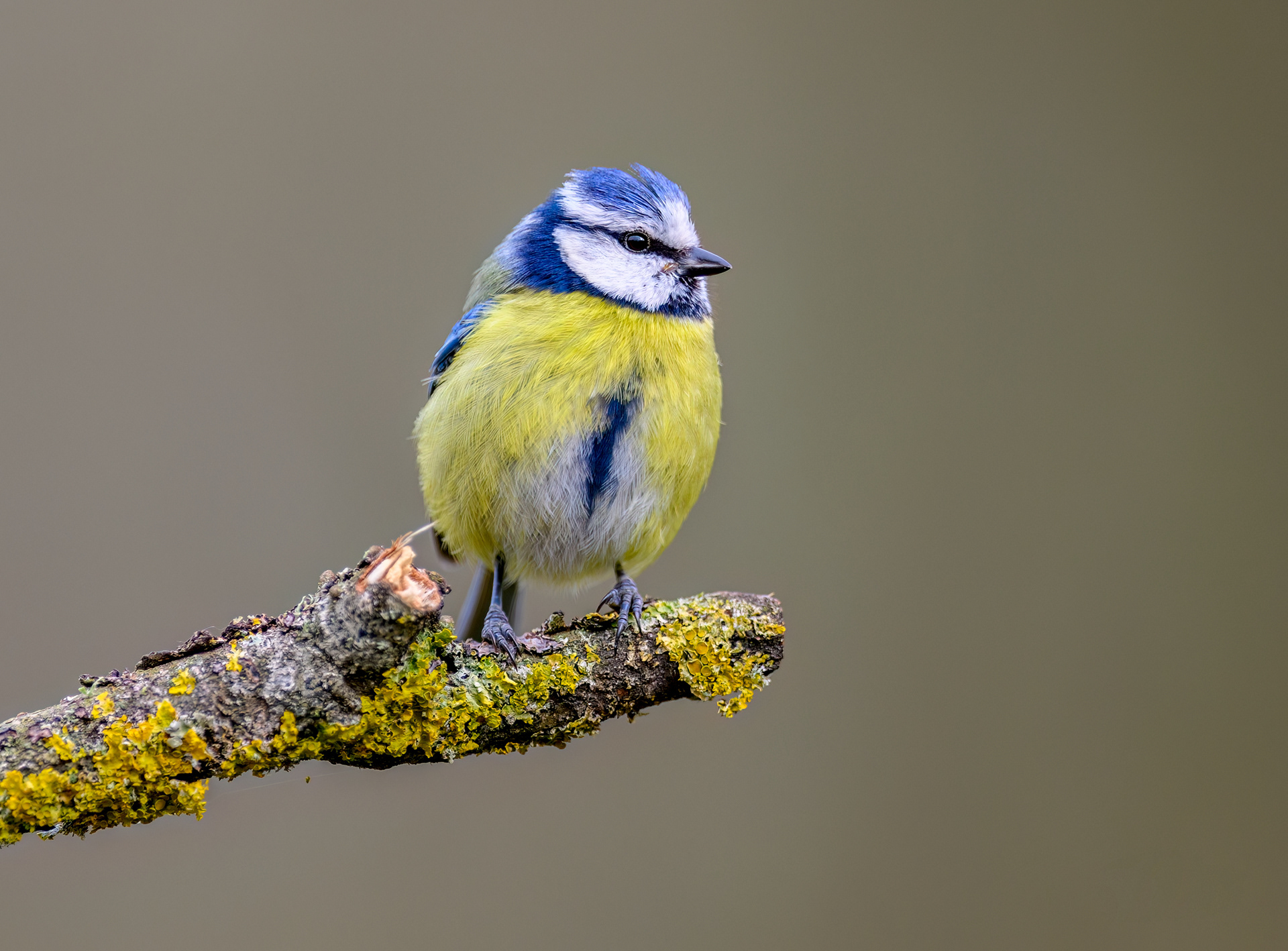 Eurasian Blue Tit