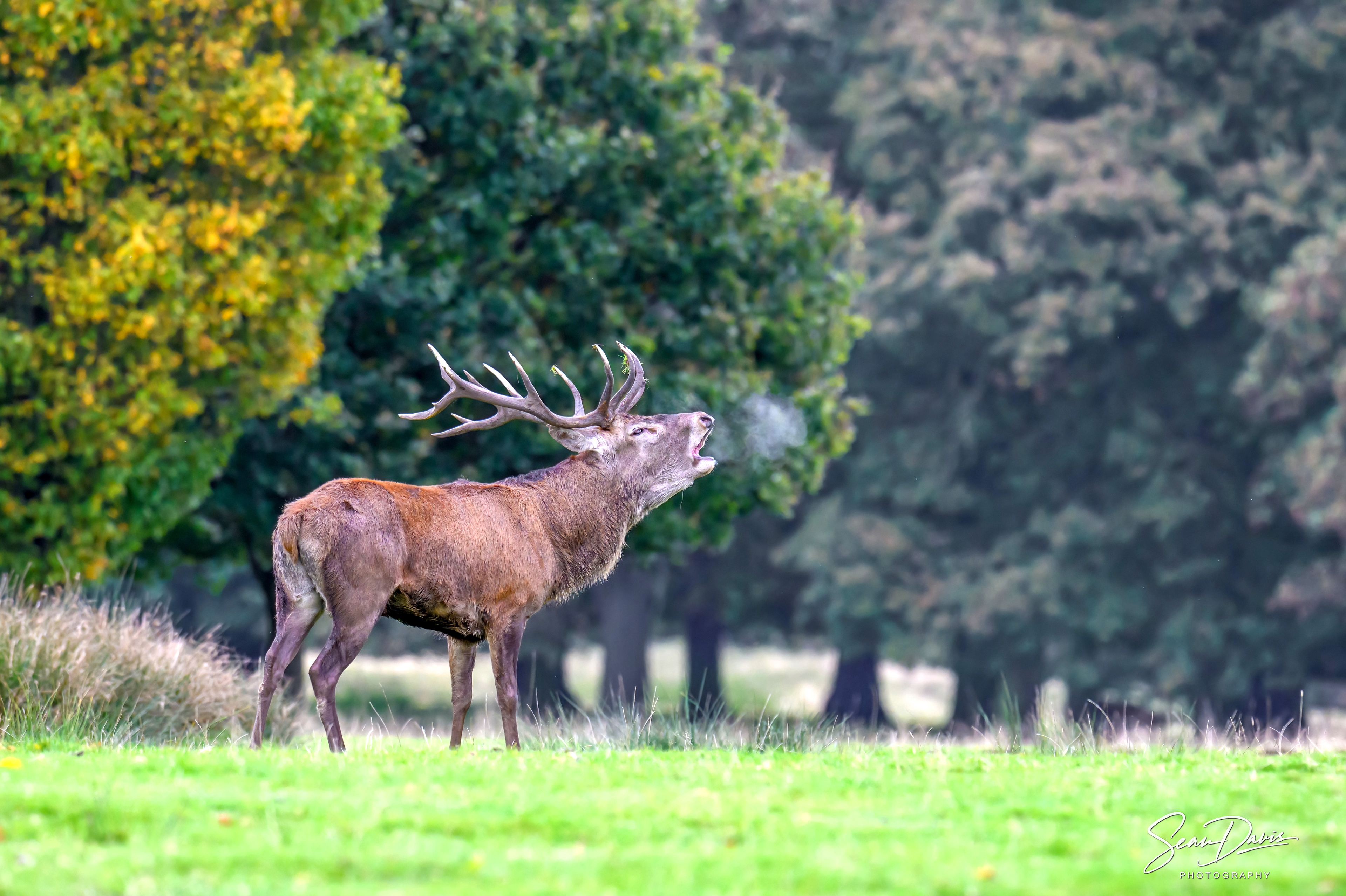 Red Deer