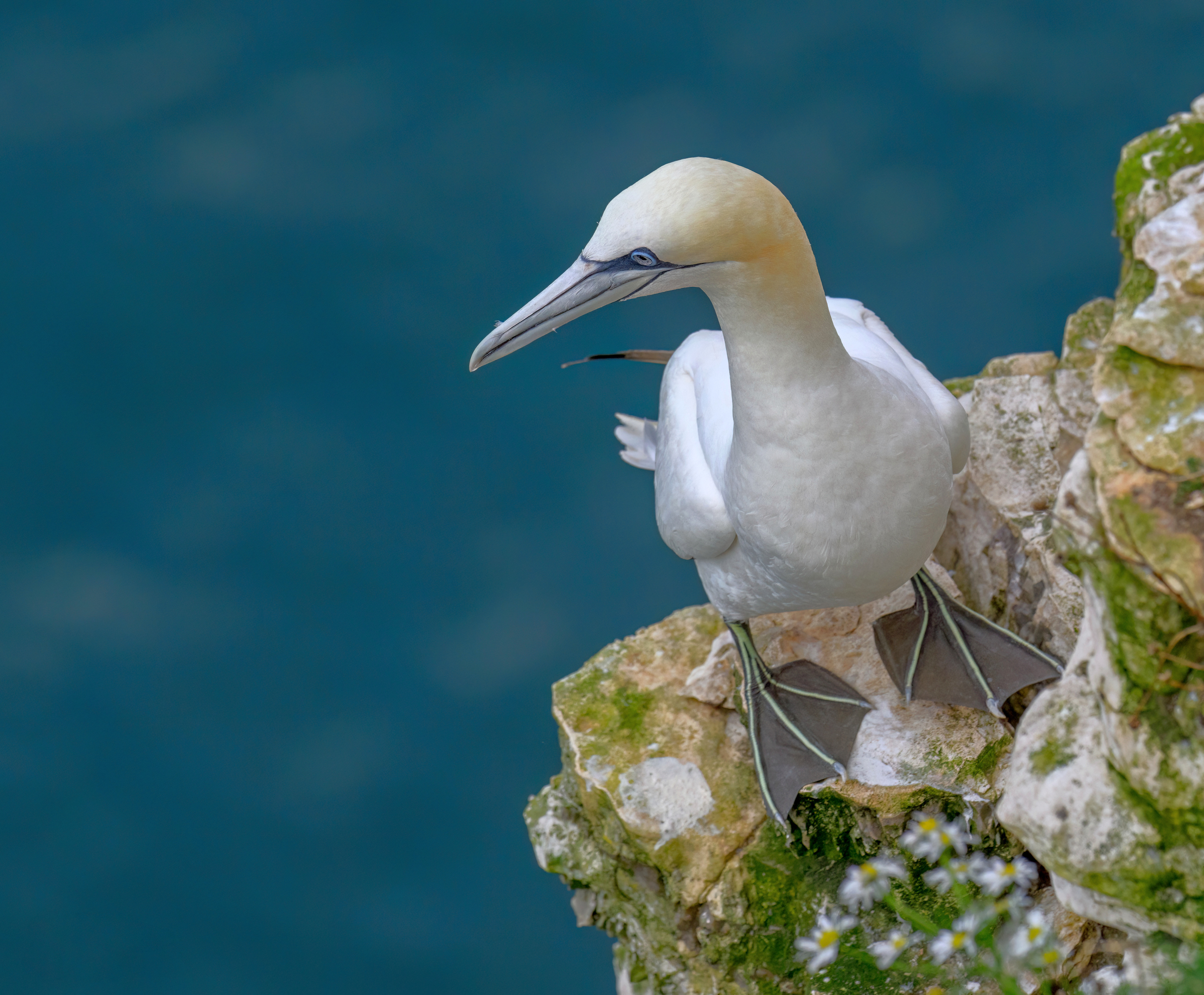Northern Gannet