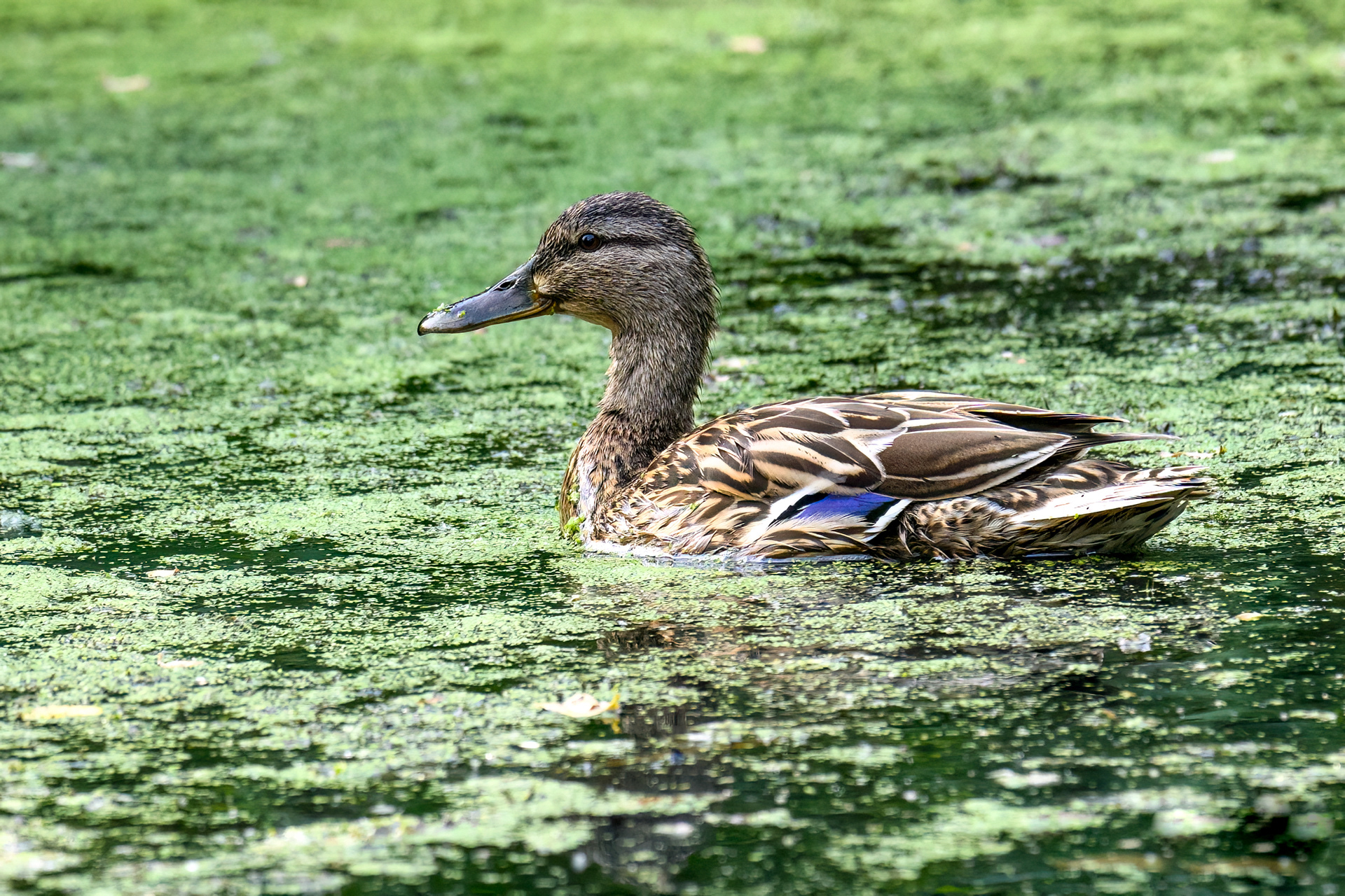 Mallard Duck
