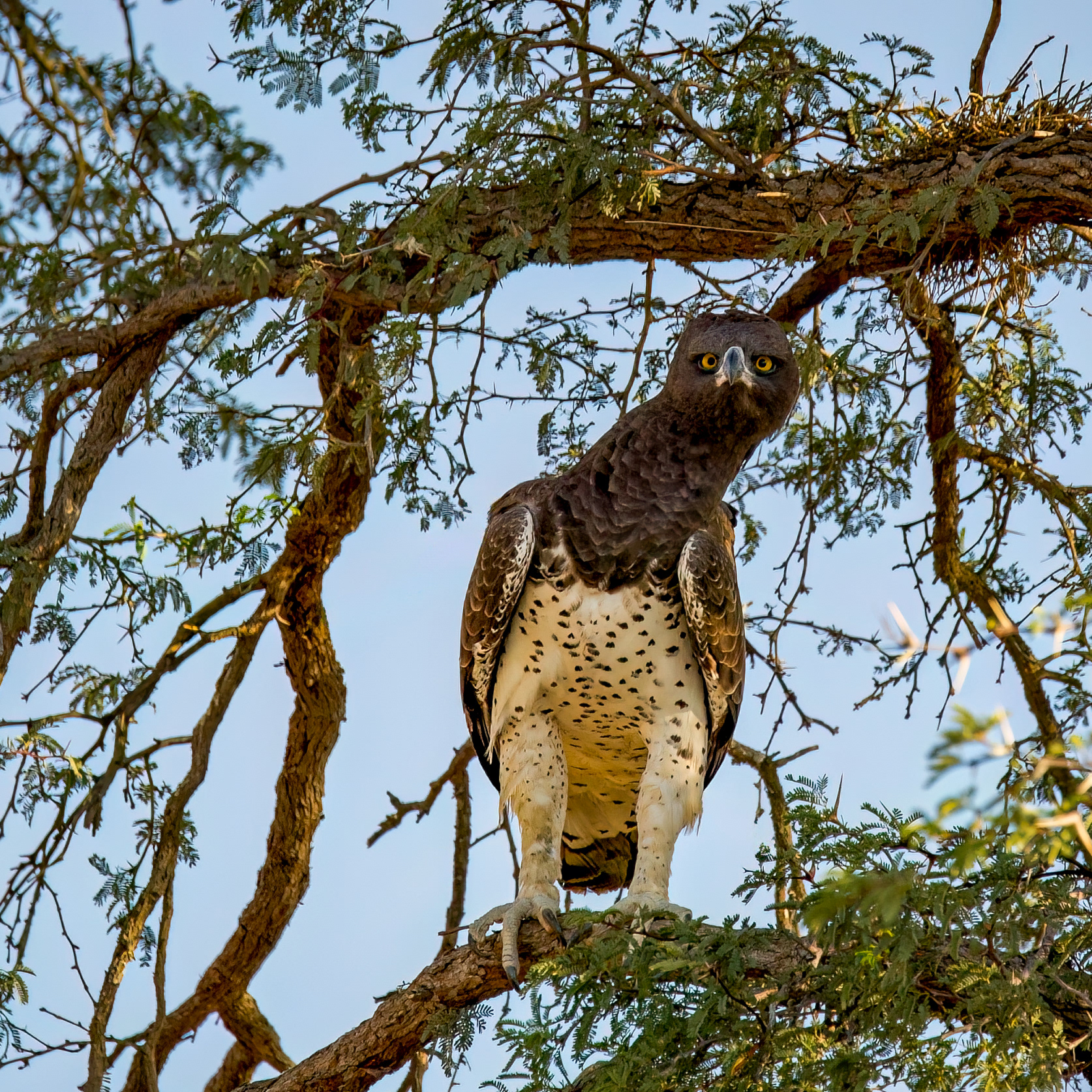 Adult Martial Eagle