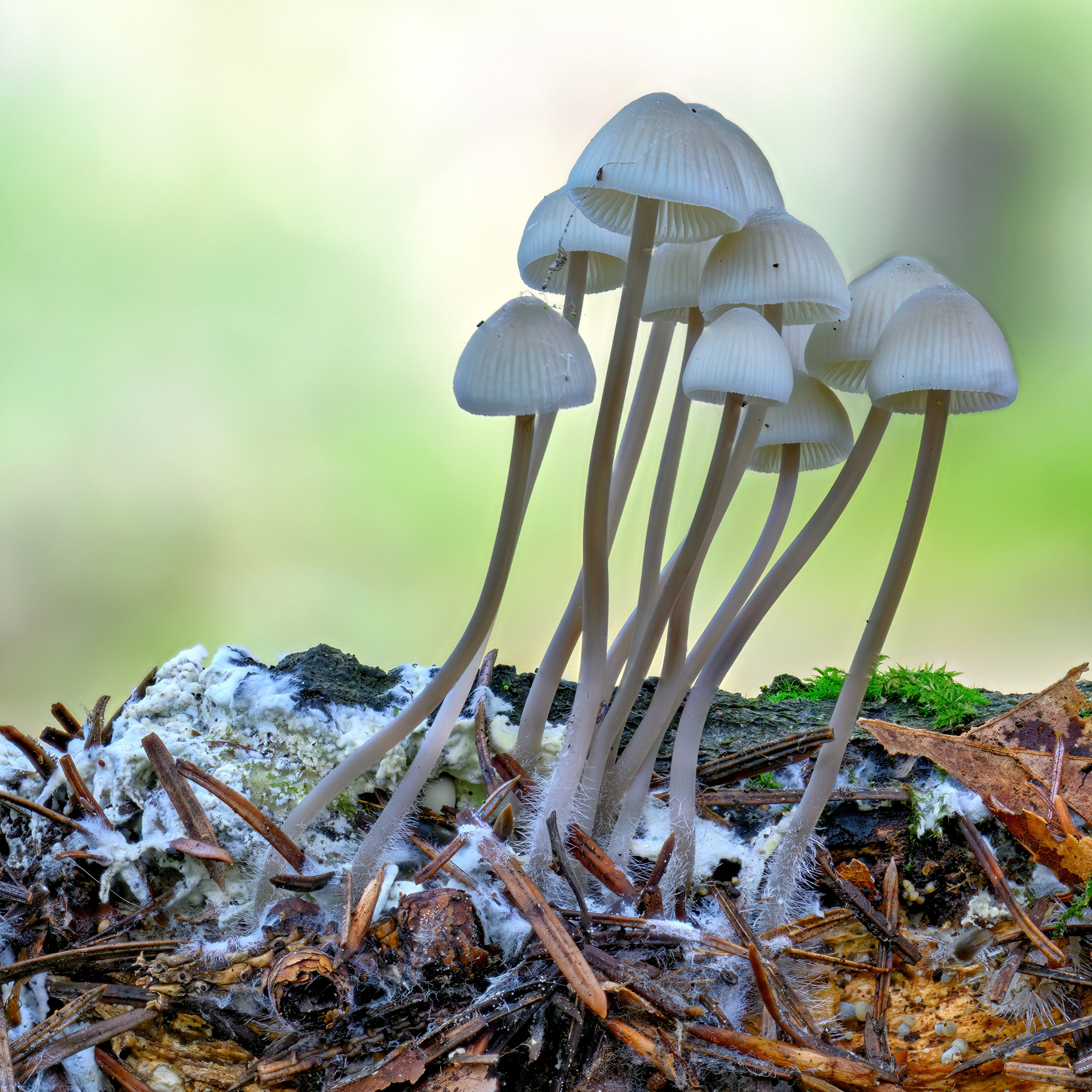 Bonnet Mushroom