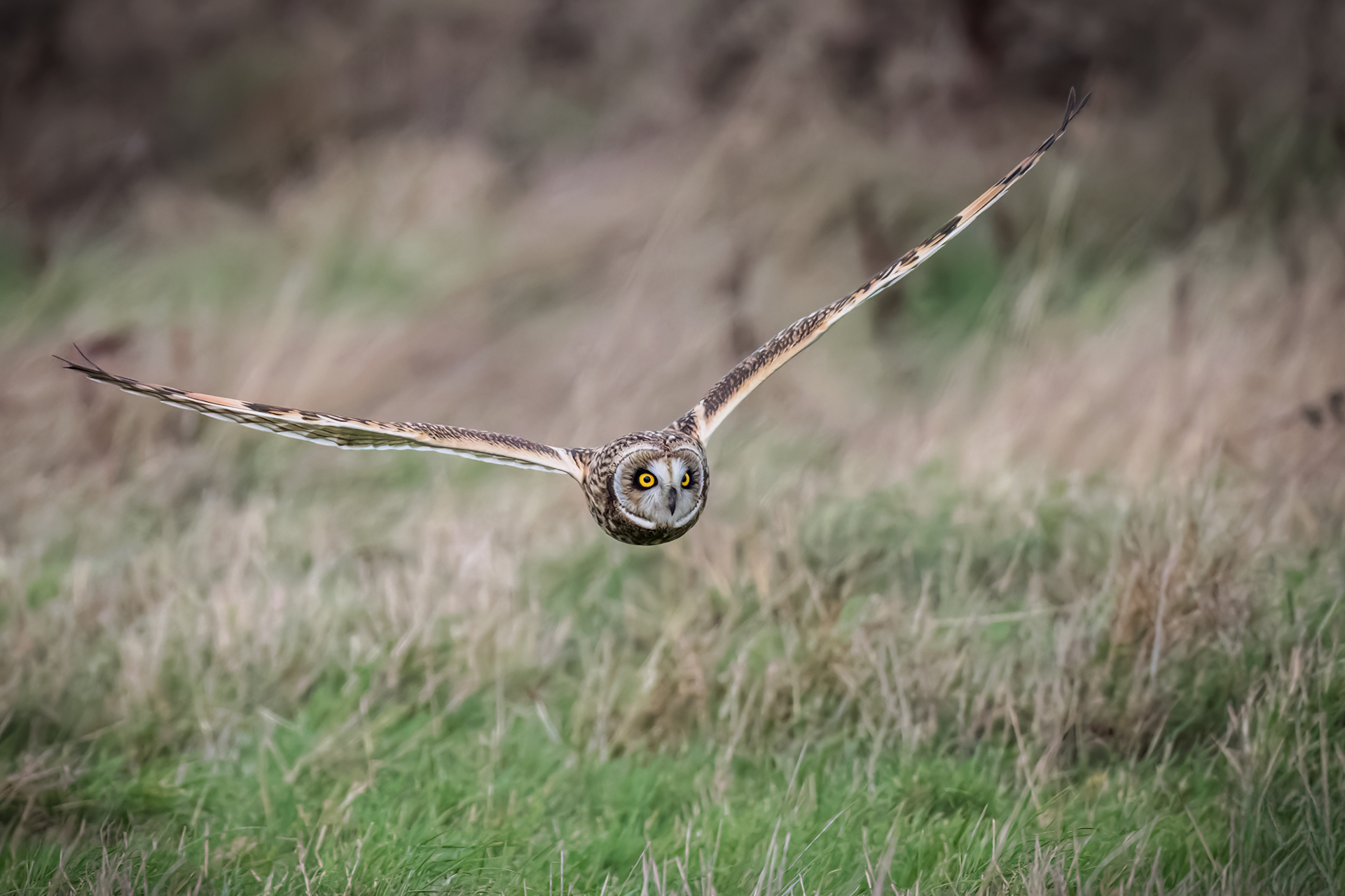 Short Eared Owl