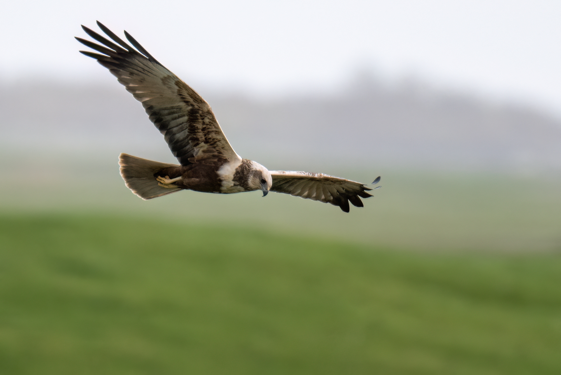 Marsh Harrier