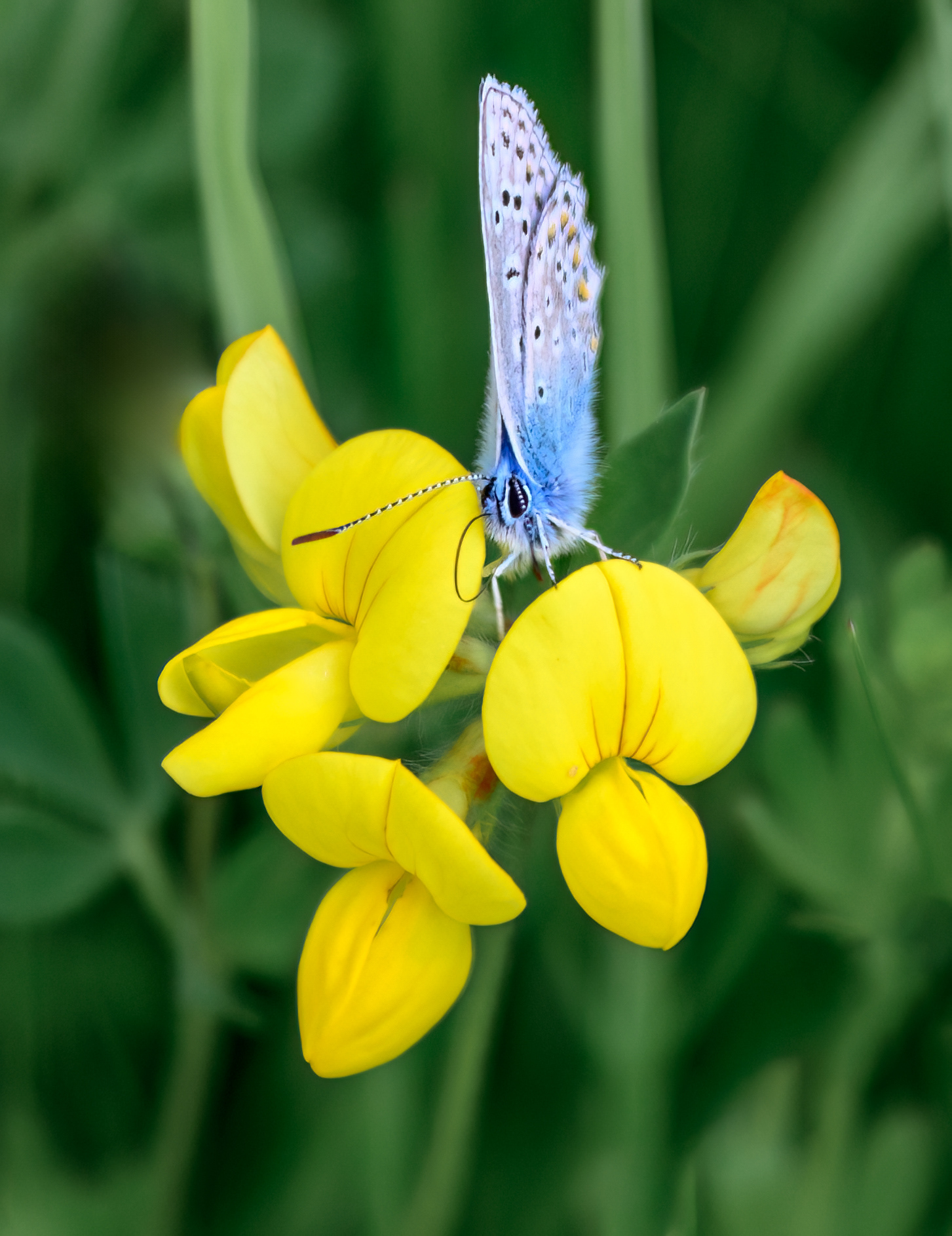Common Blue