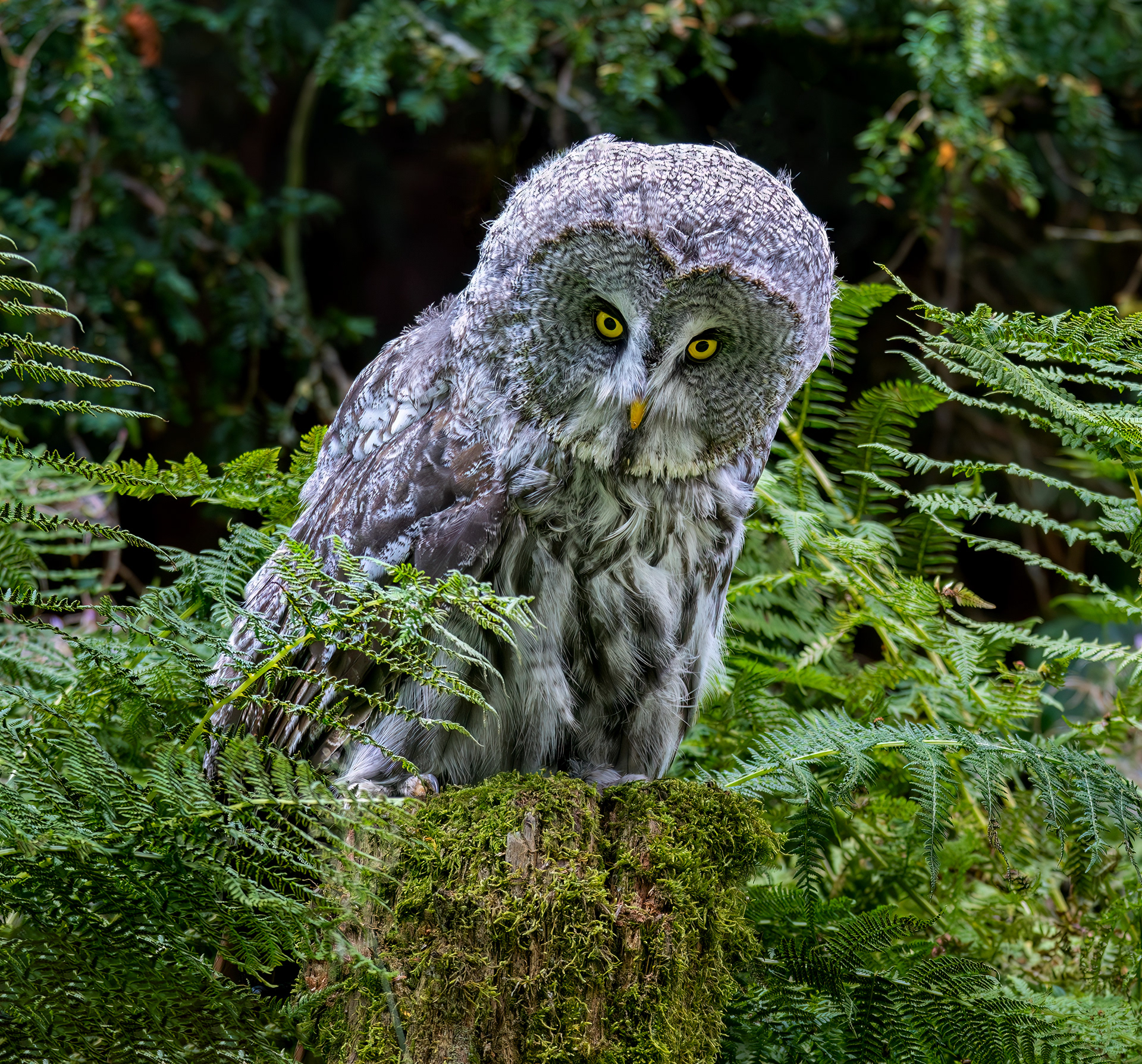 Great Grey Owl