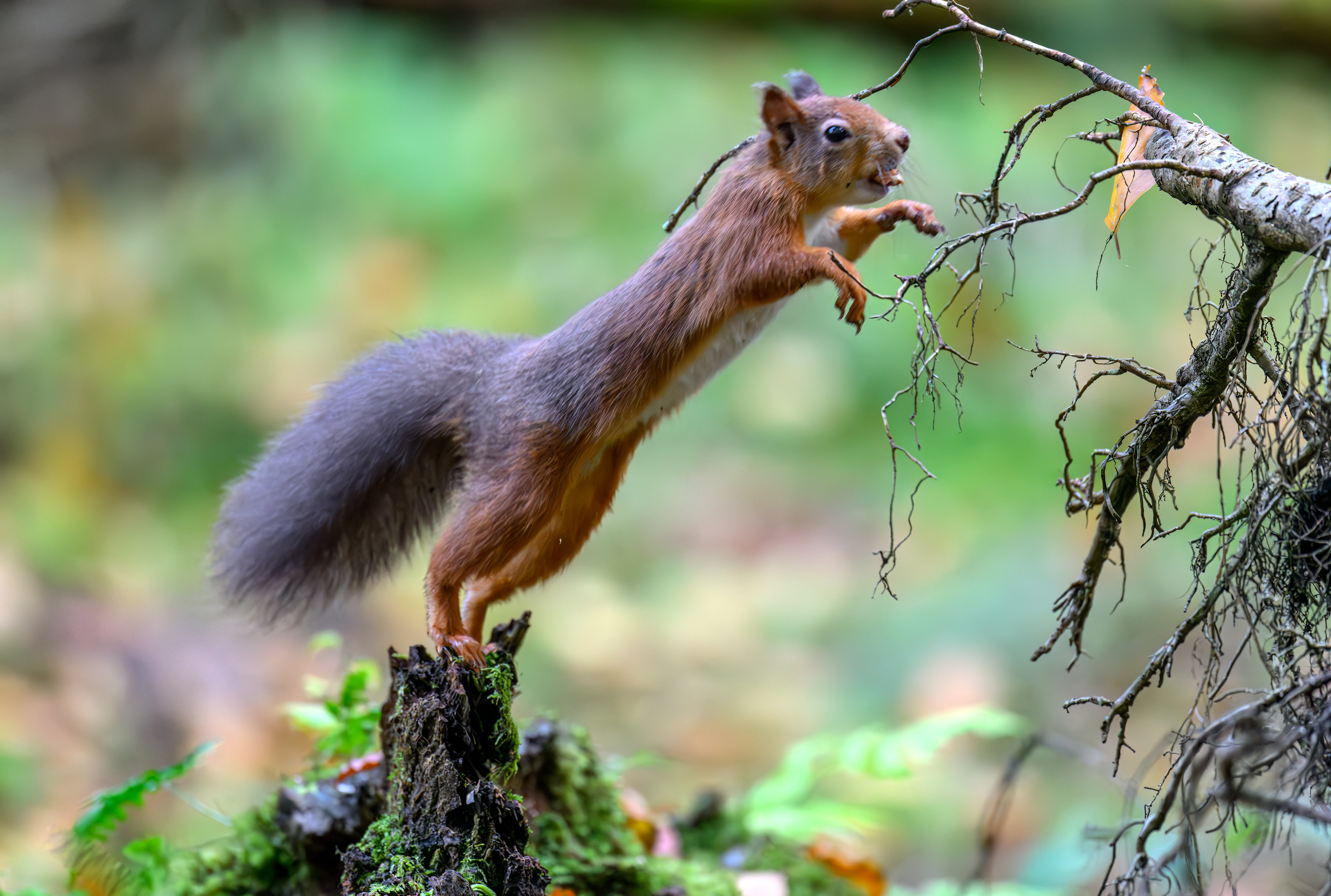 Red Squirrel