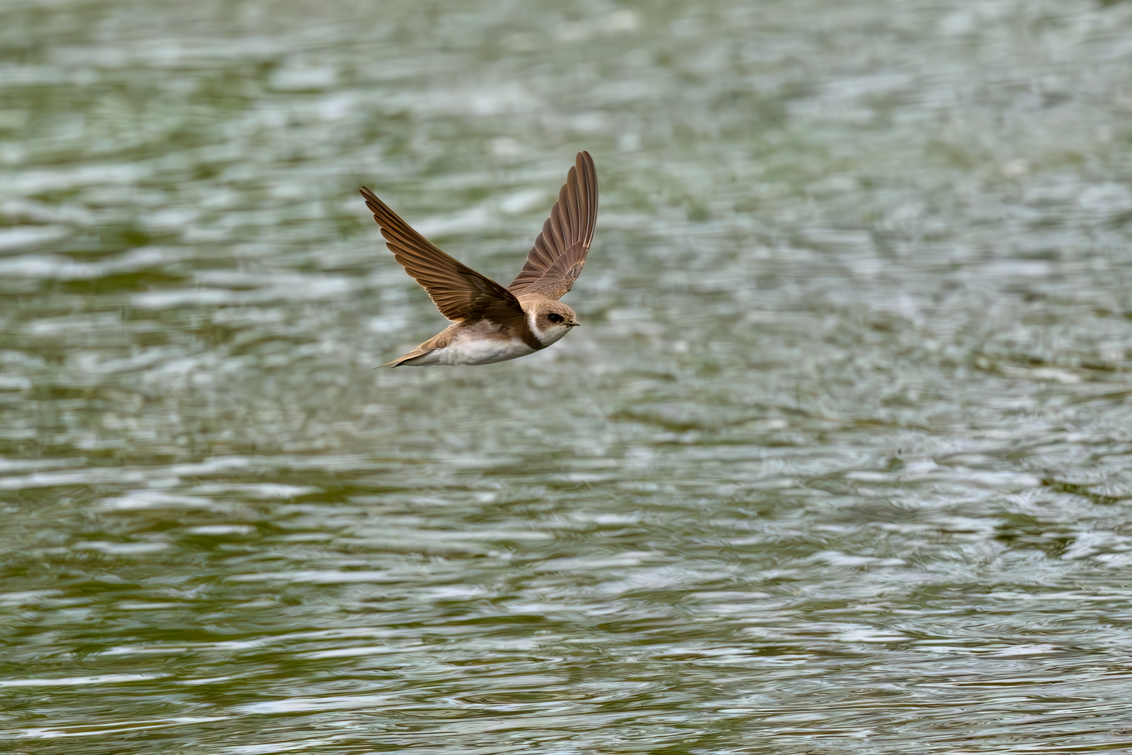 Sand Martin