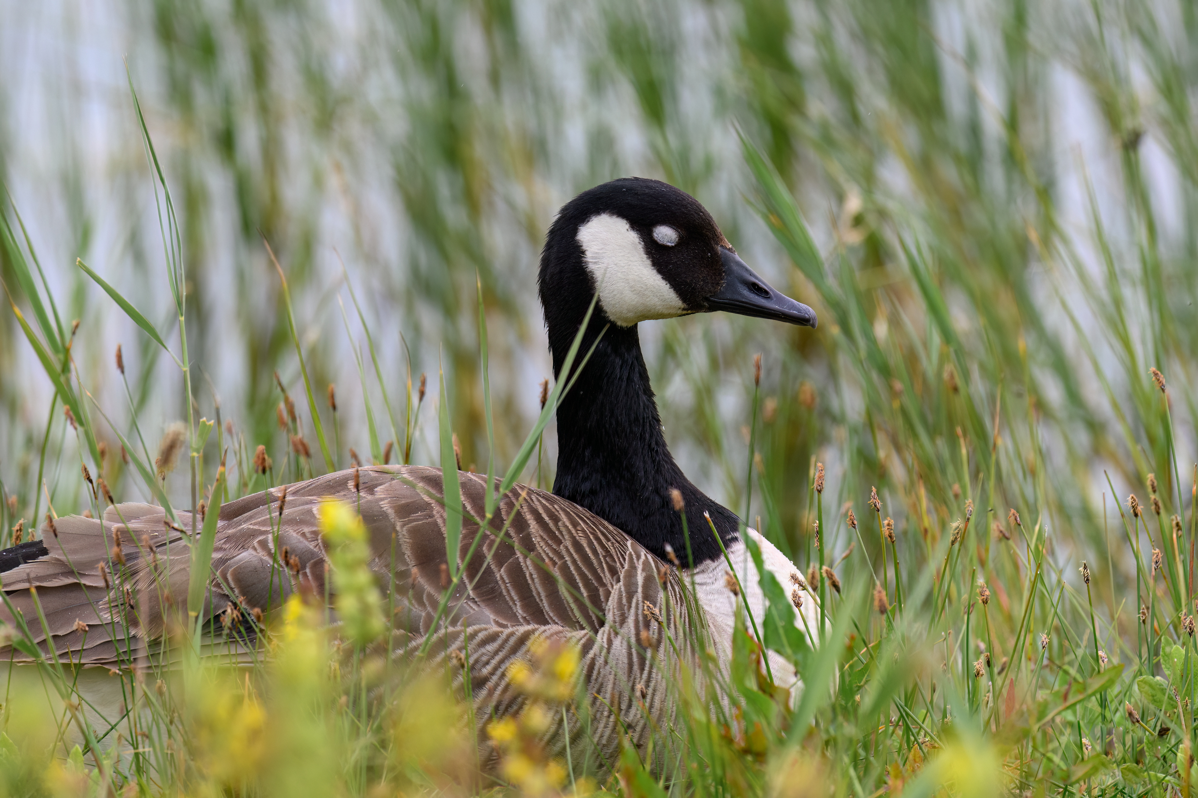 Canada Geese