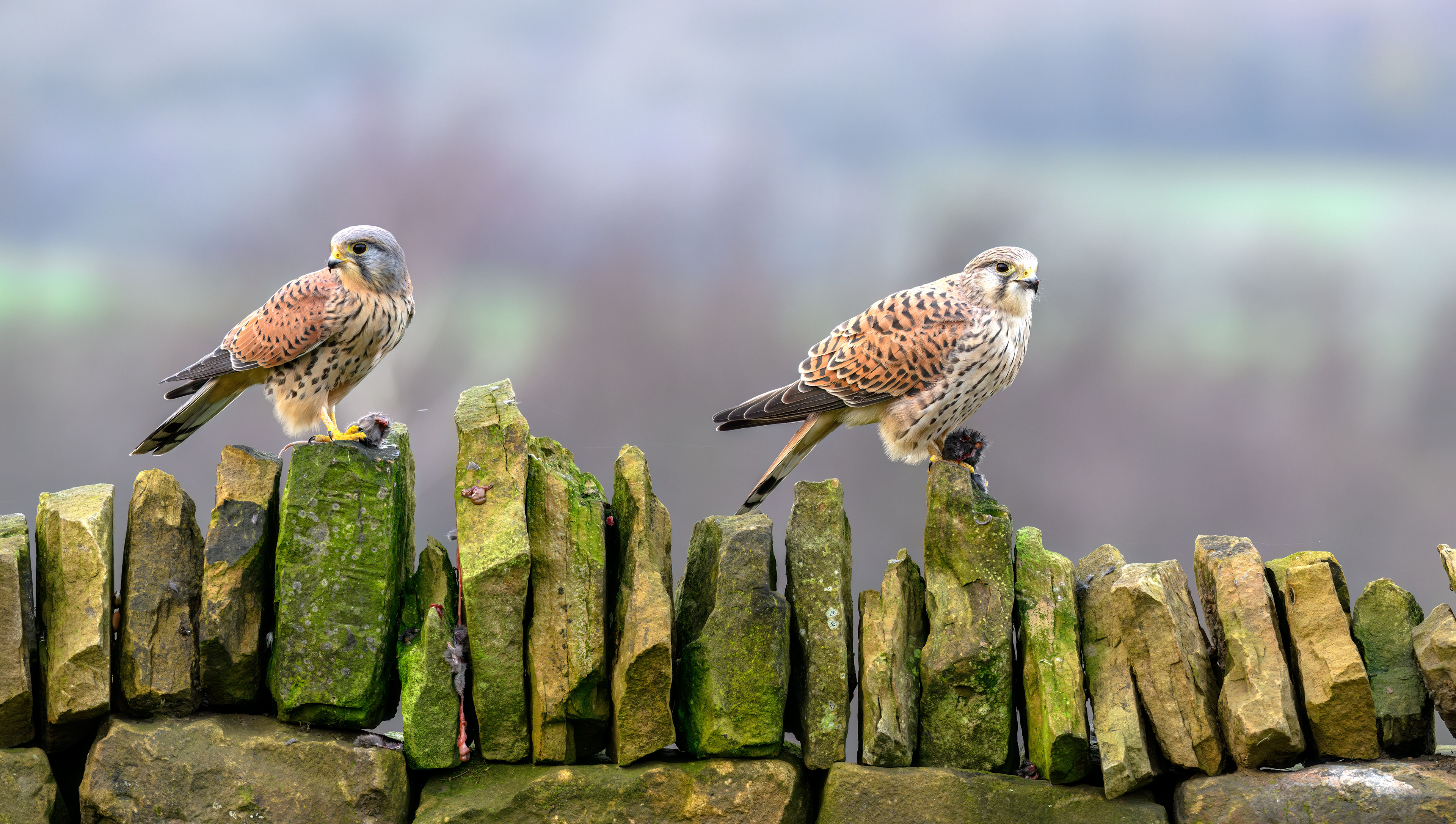 Male and Female