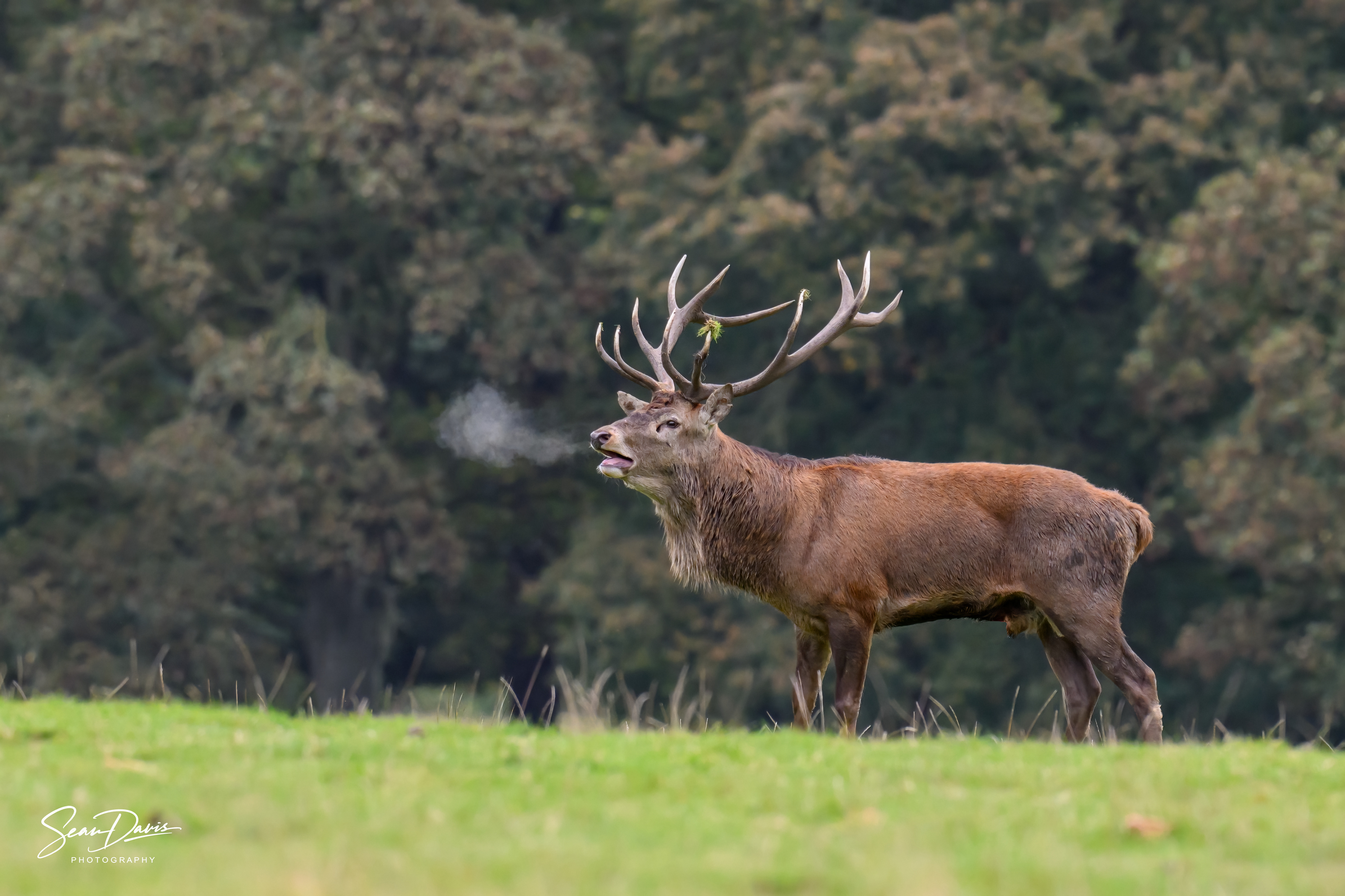 Red Deer