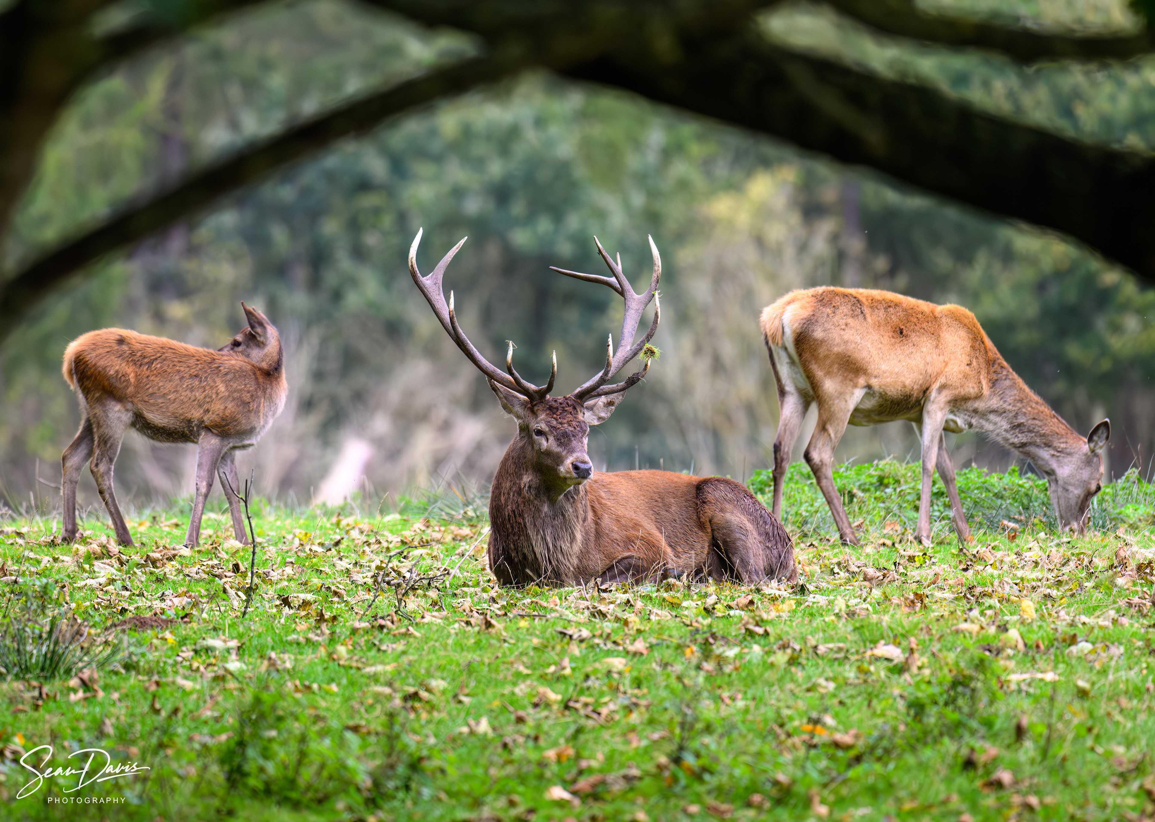 Red Deer