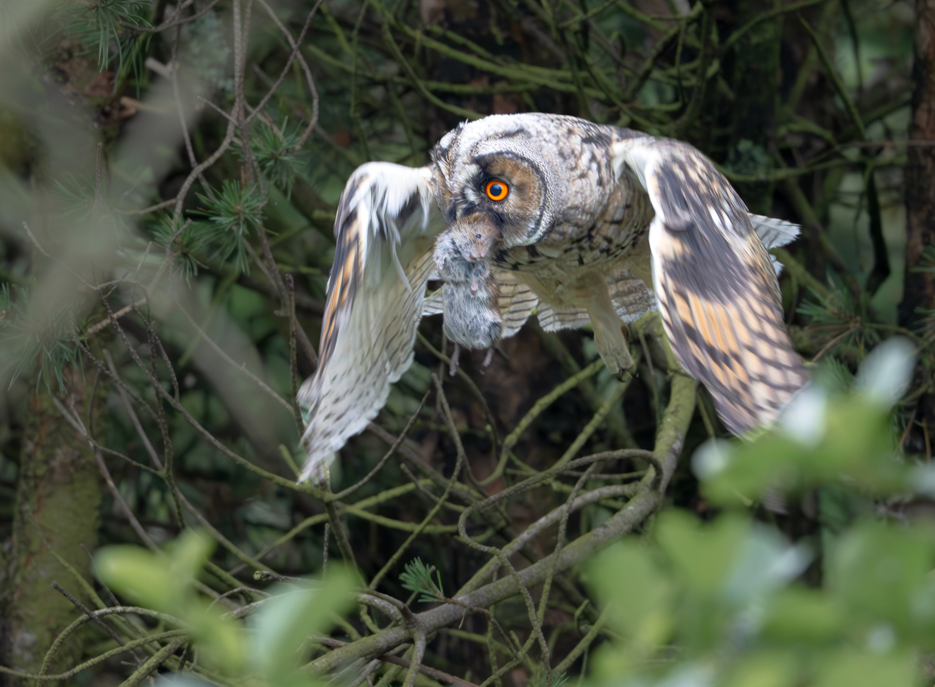 Long Eared Owl