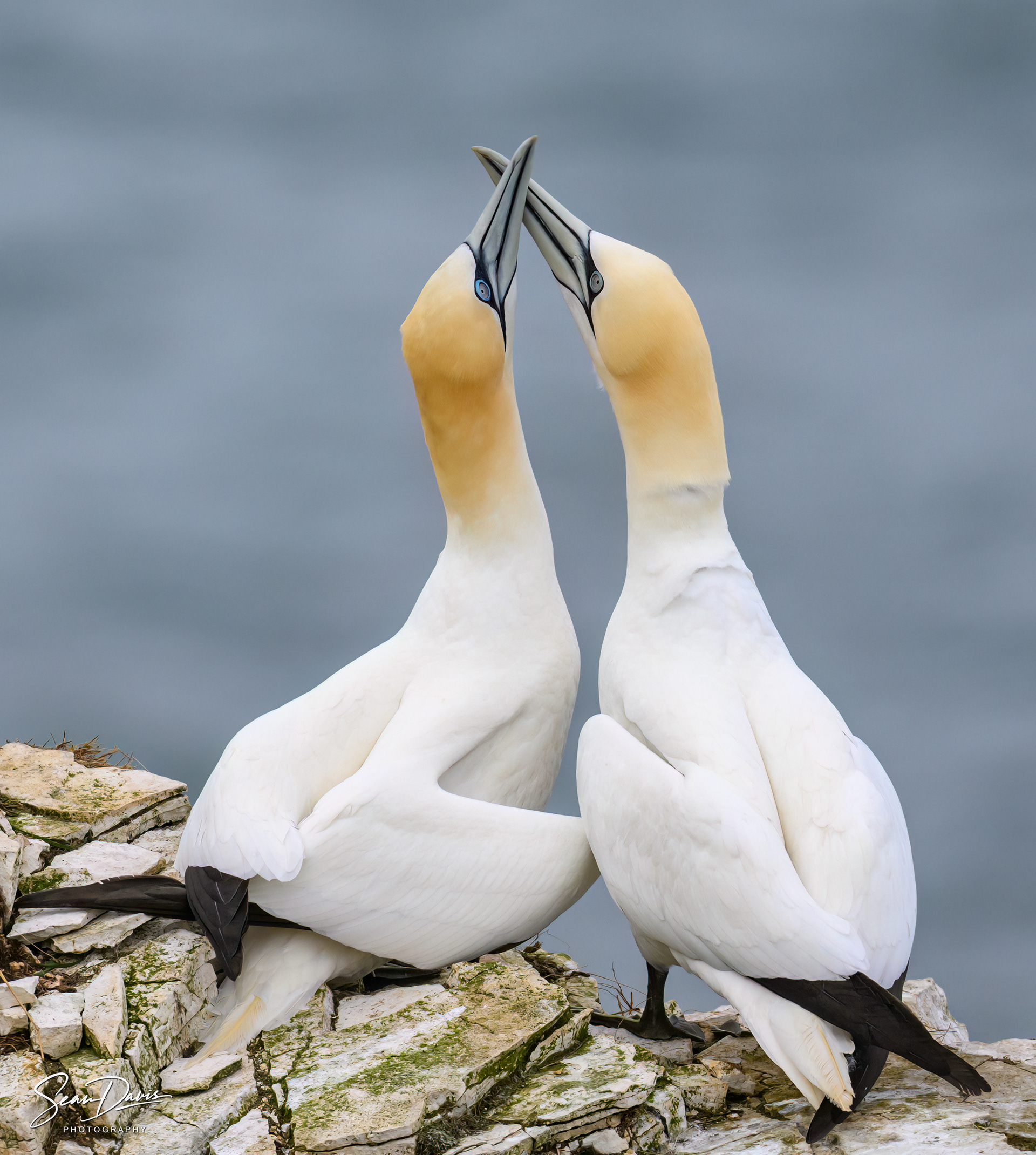 Northern Gannet