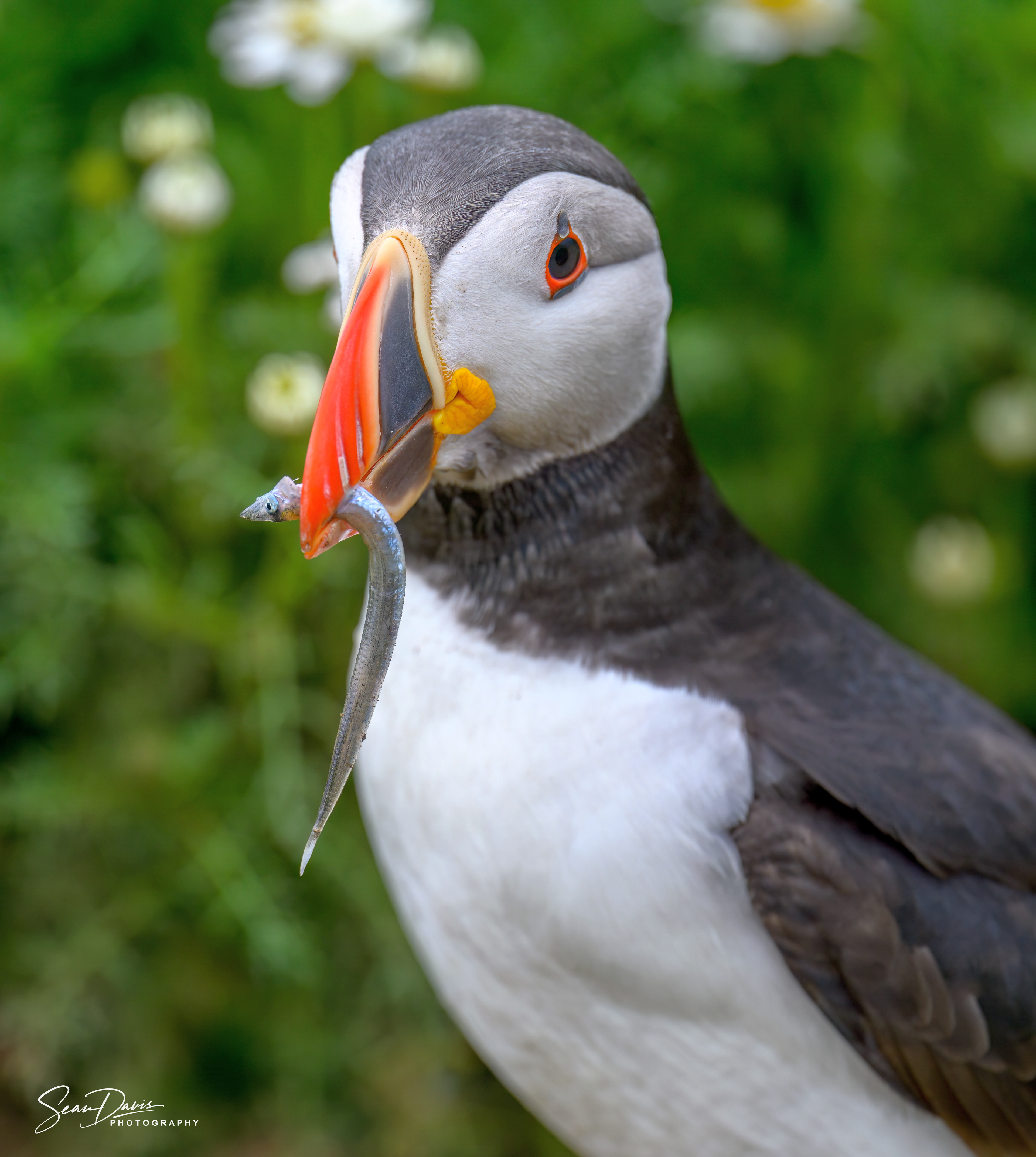 Puffin with sand eels