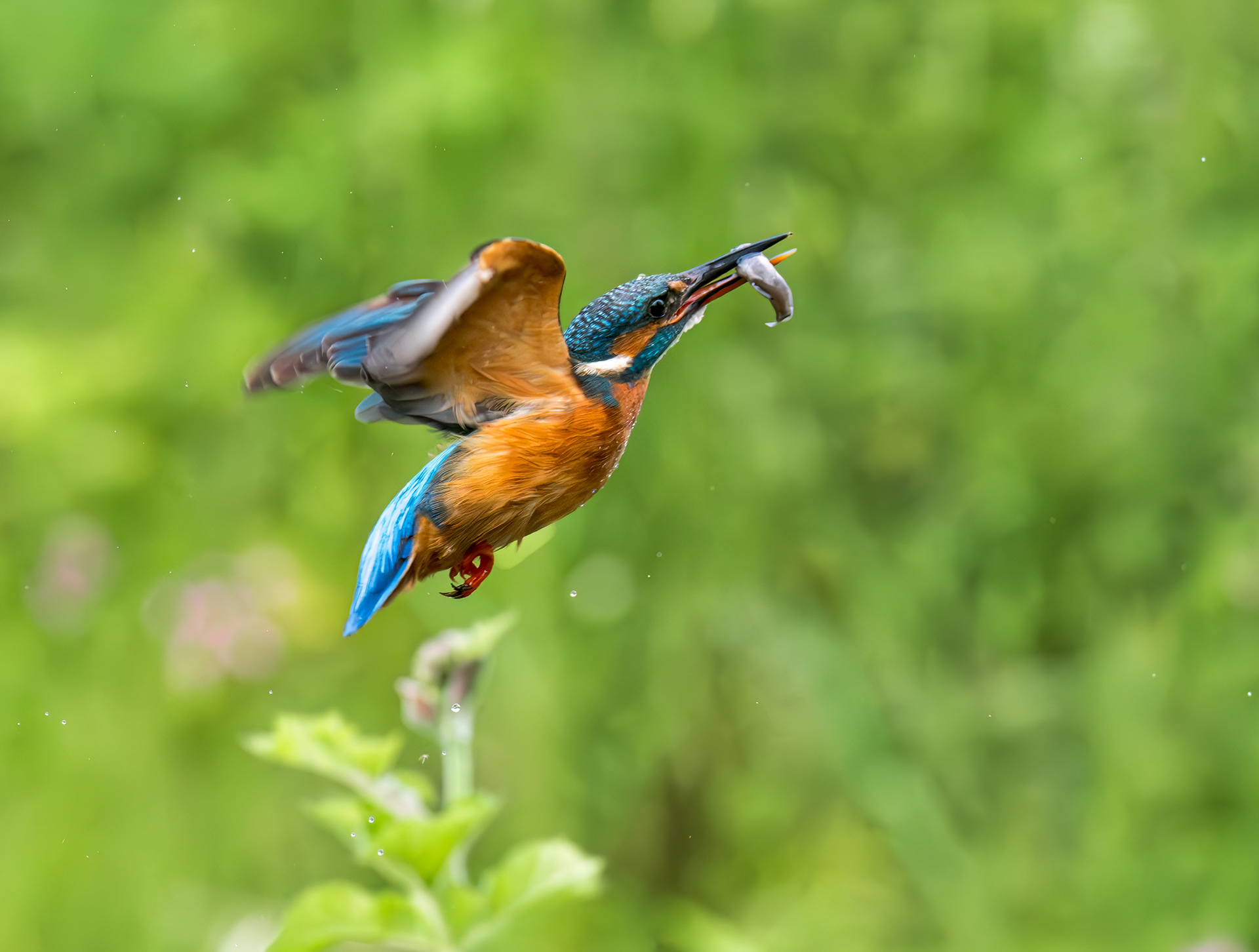 Common Kingfisher