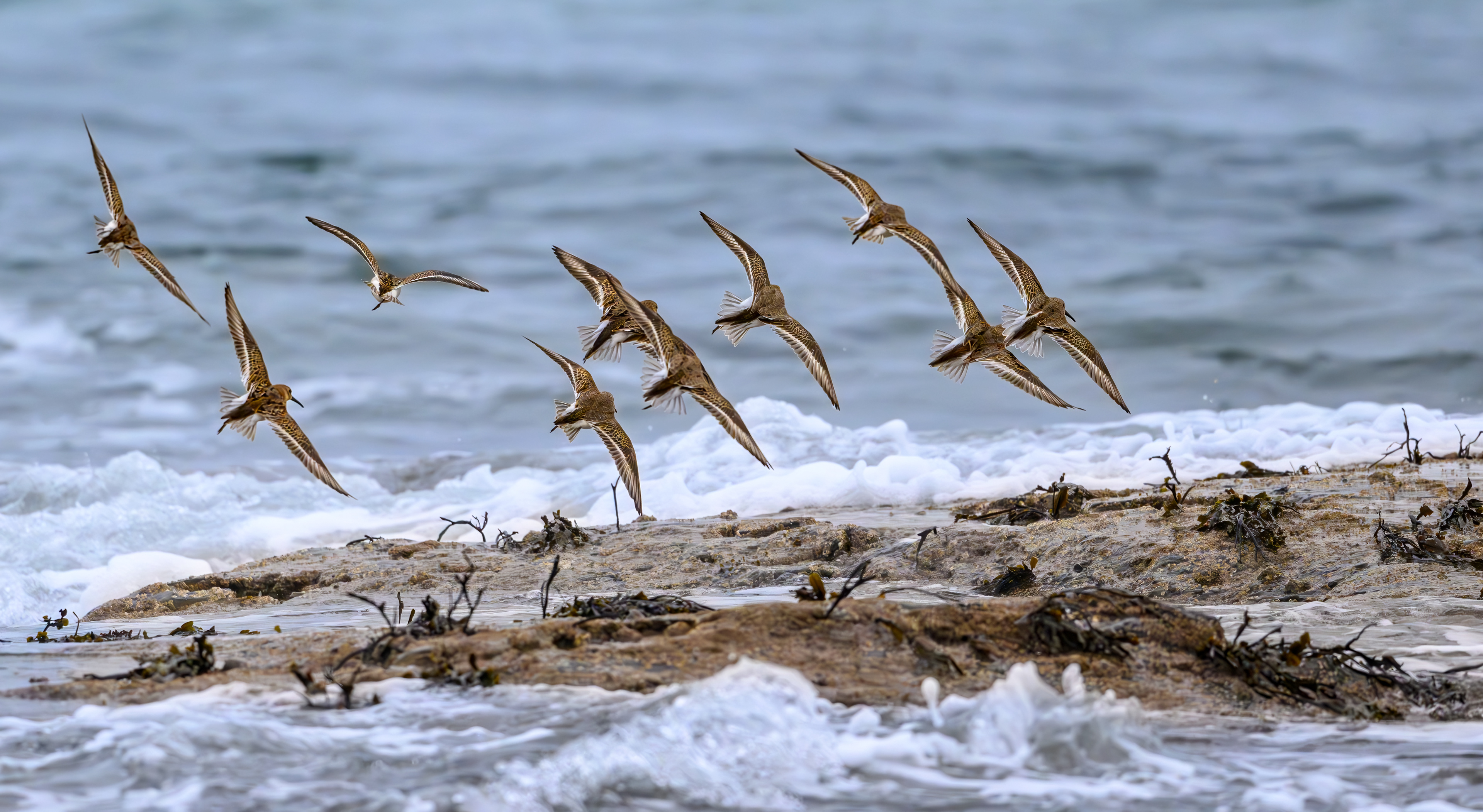 Red Shank