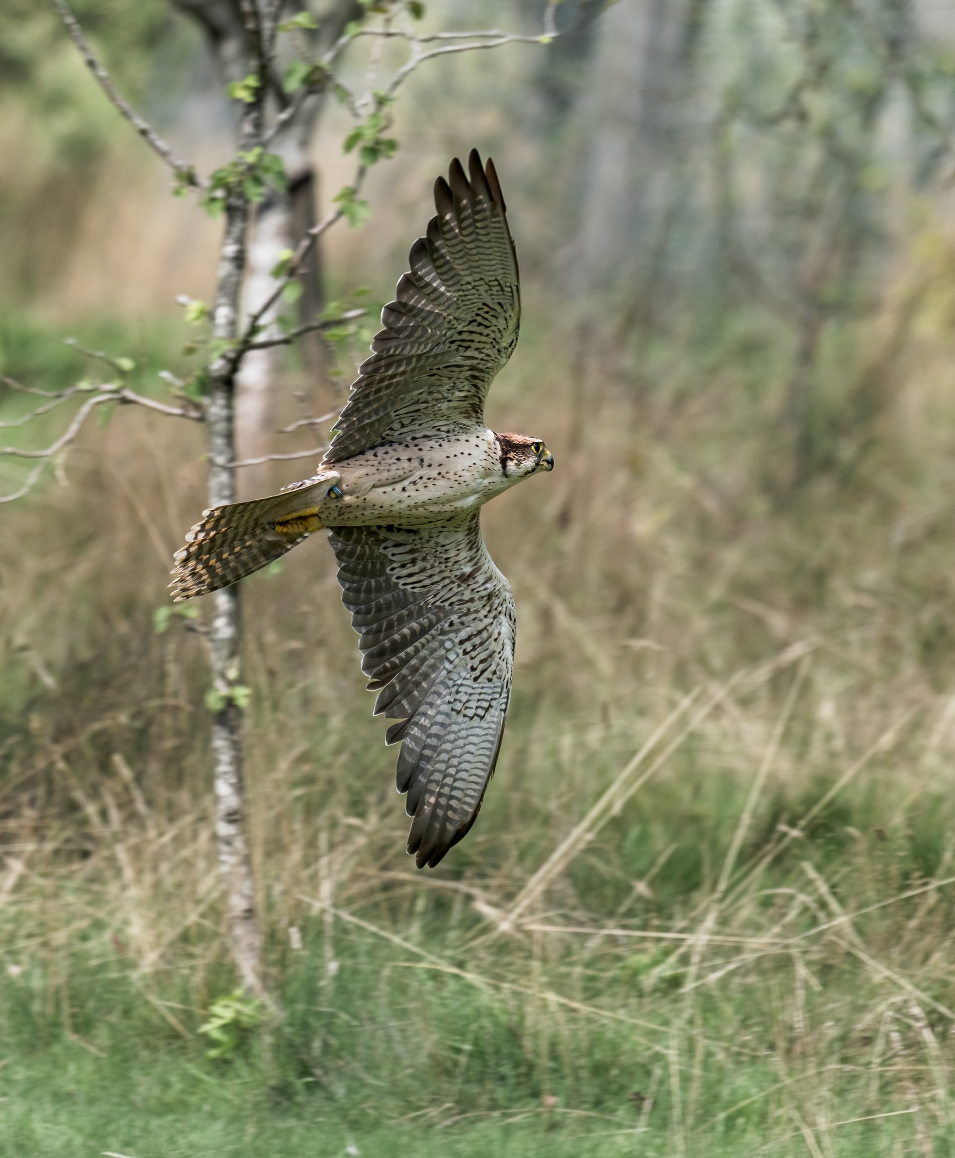 Lanner Falcon
