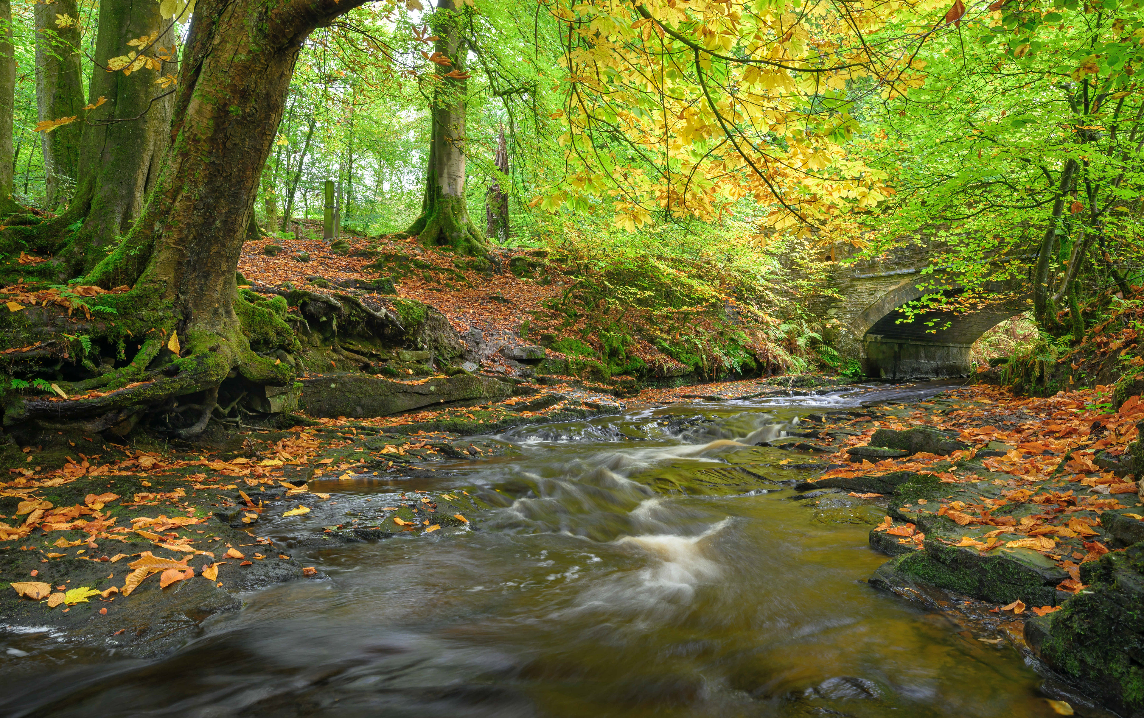 Woodland