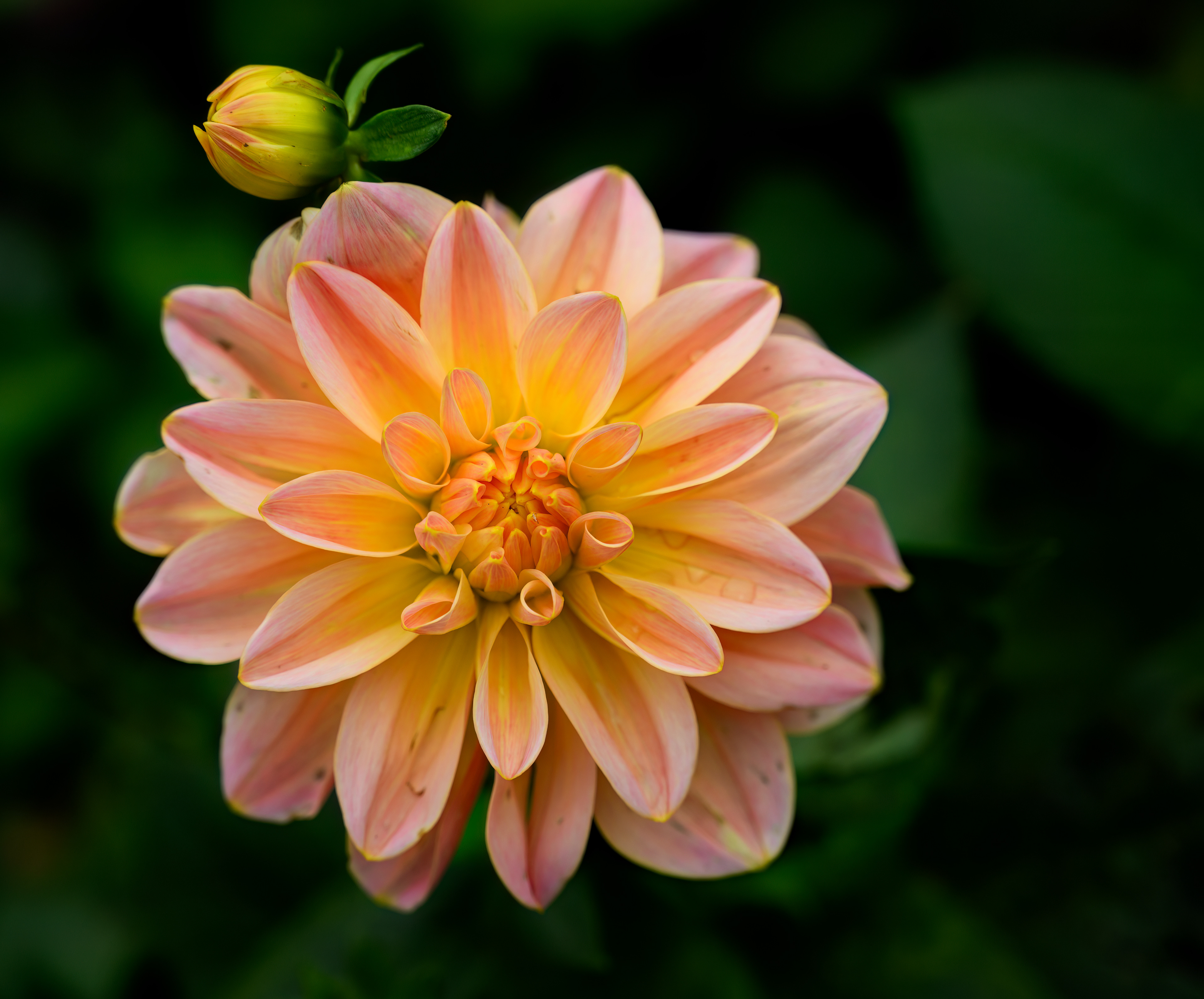 Dahlia