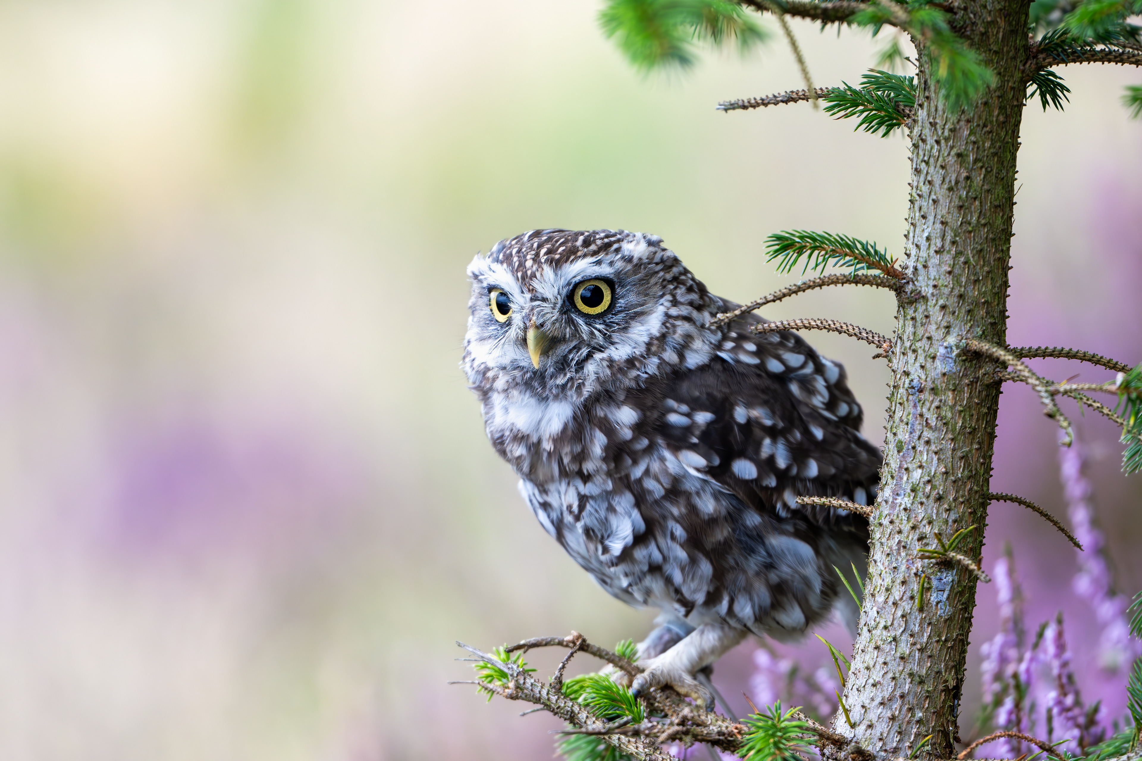 Little Owl