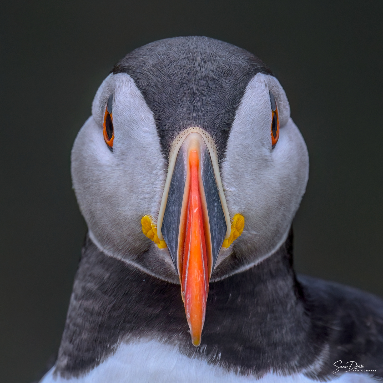 Puffin