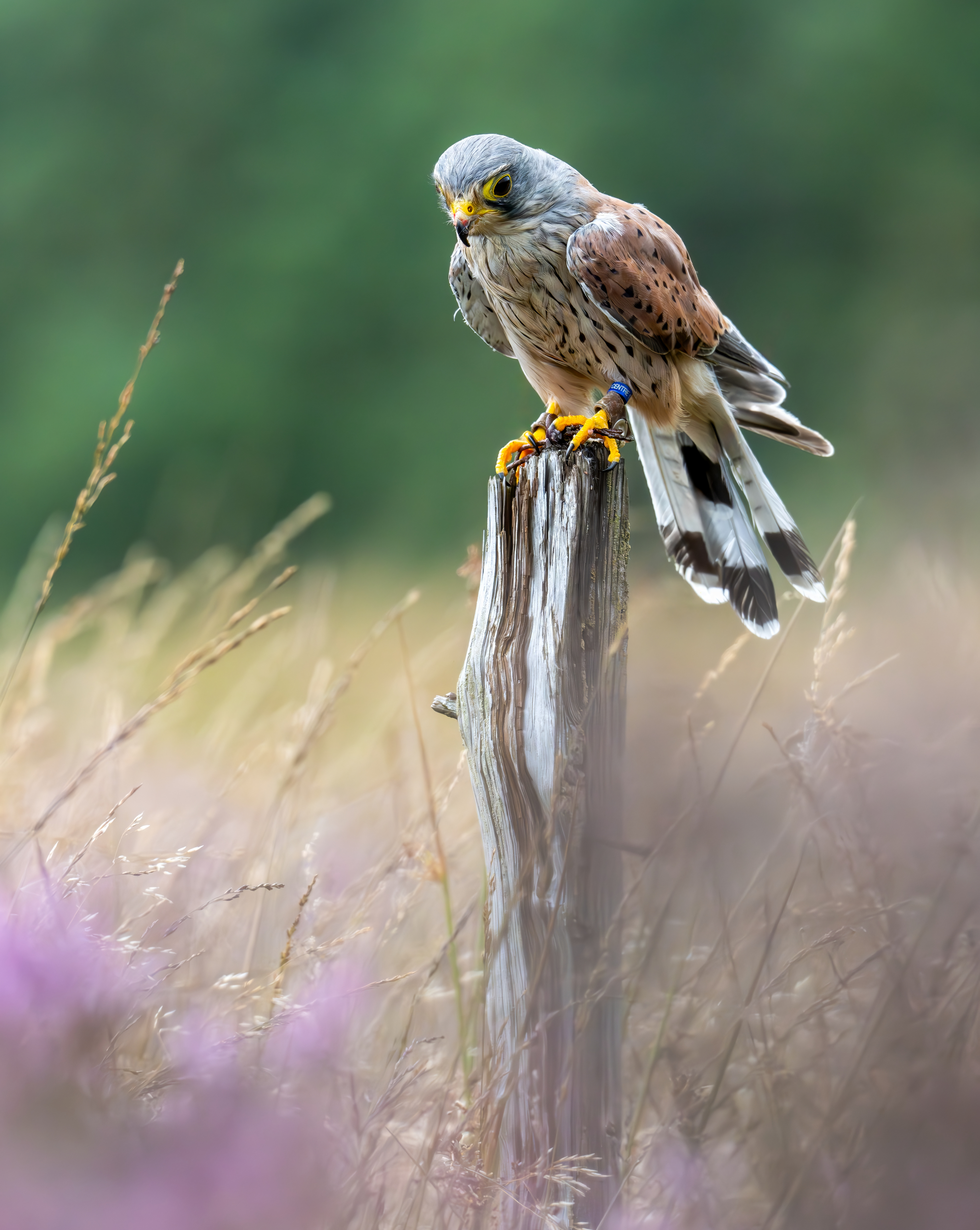 Male