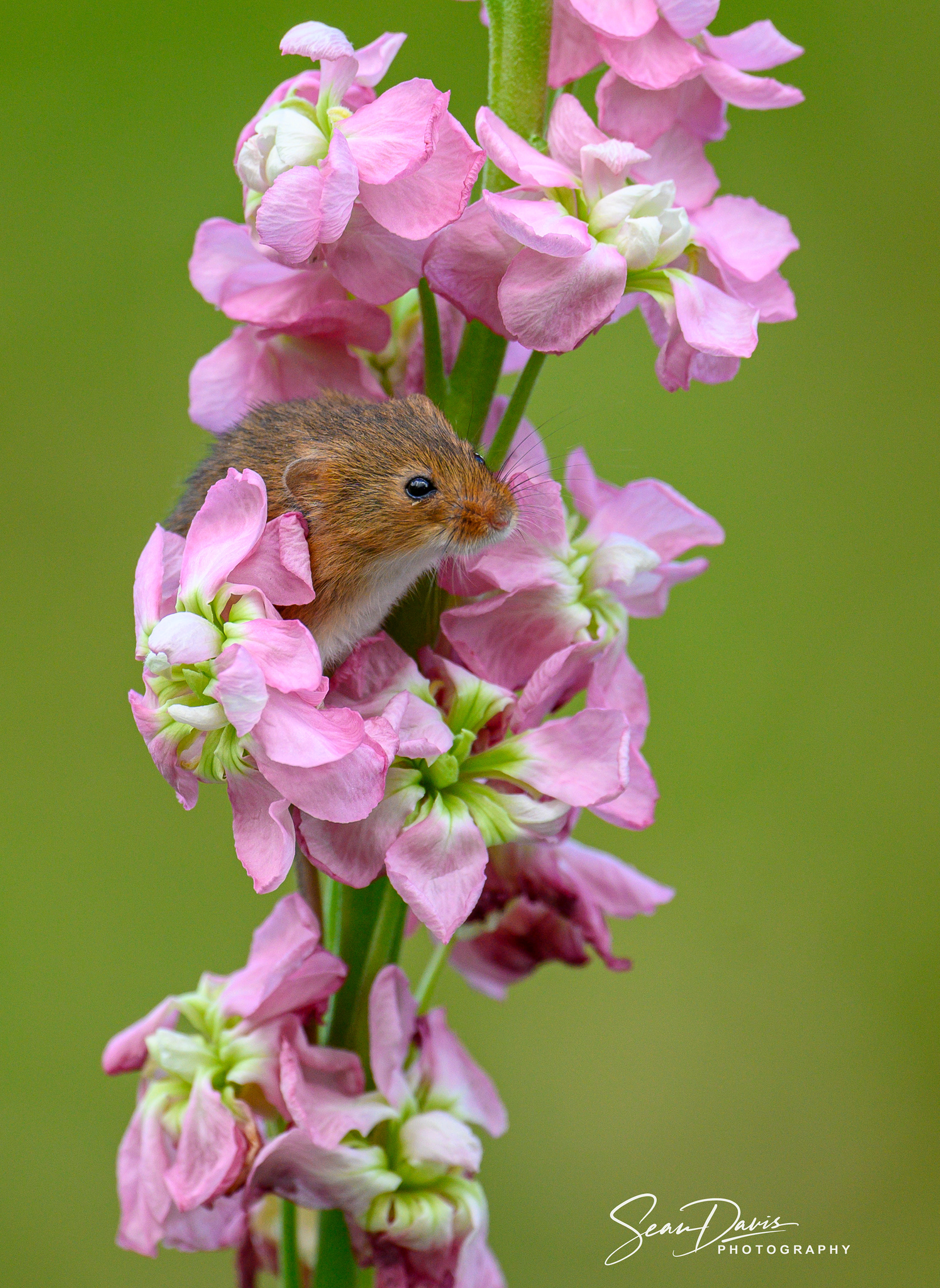 Harvest Mouse