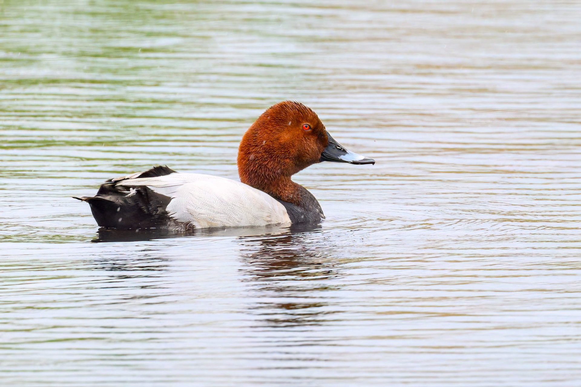Male Pochard