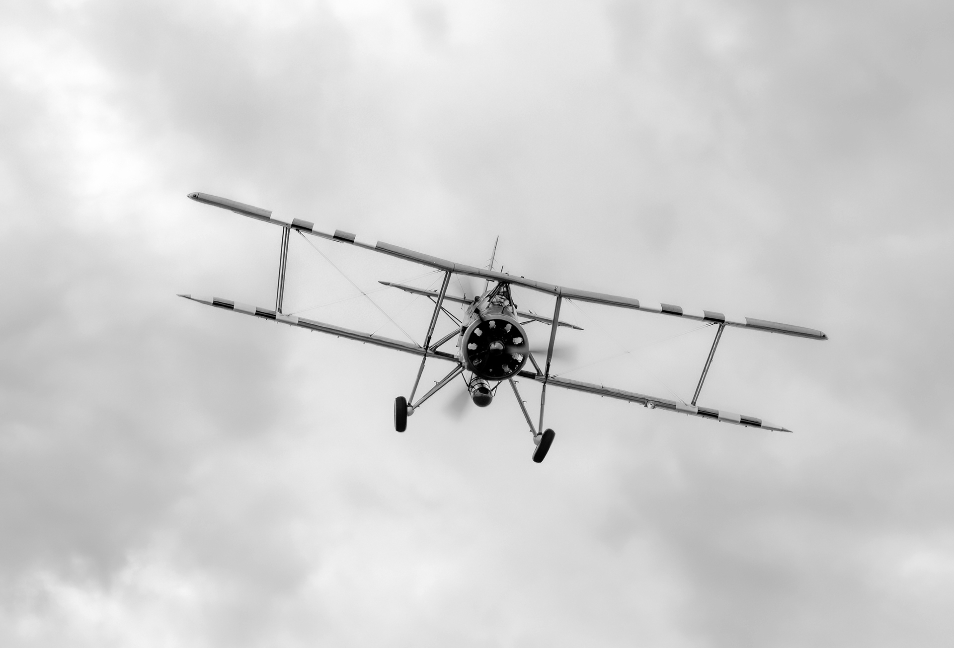 Swordfish