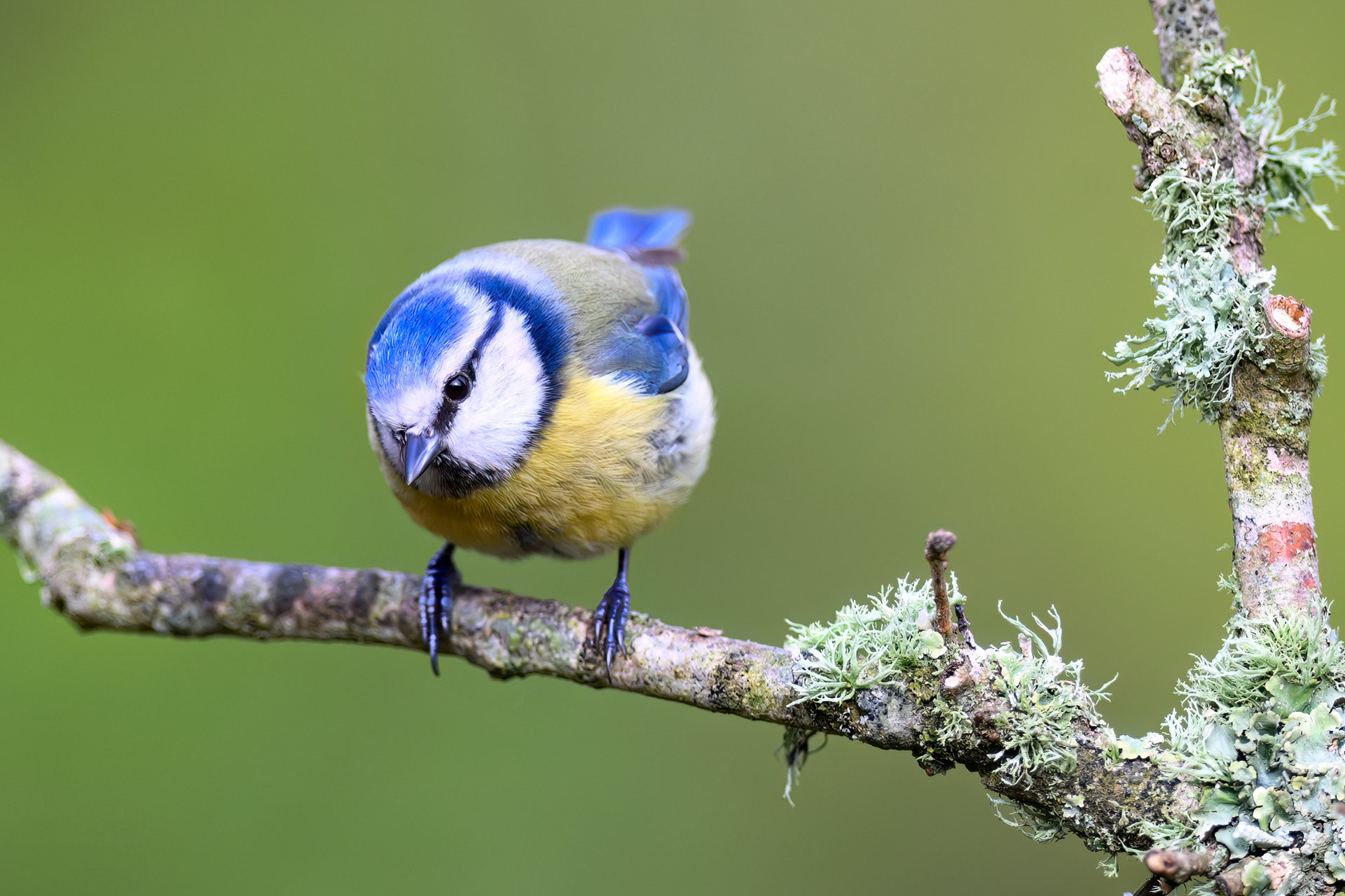 Eurasian Blue Tit