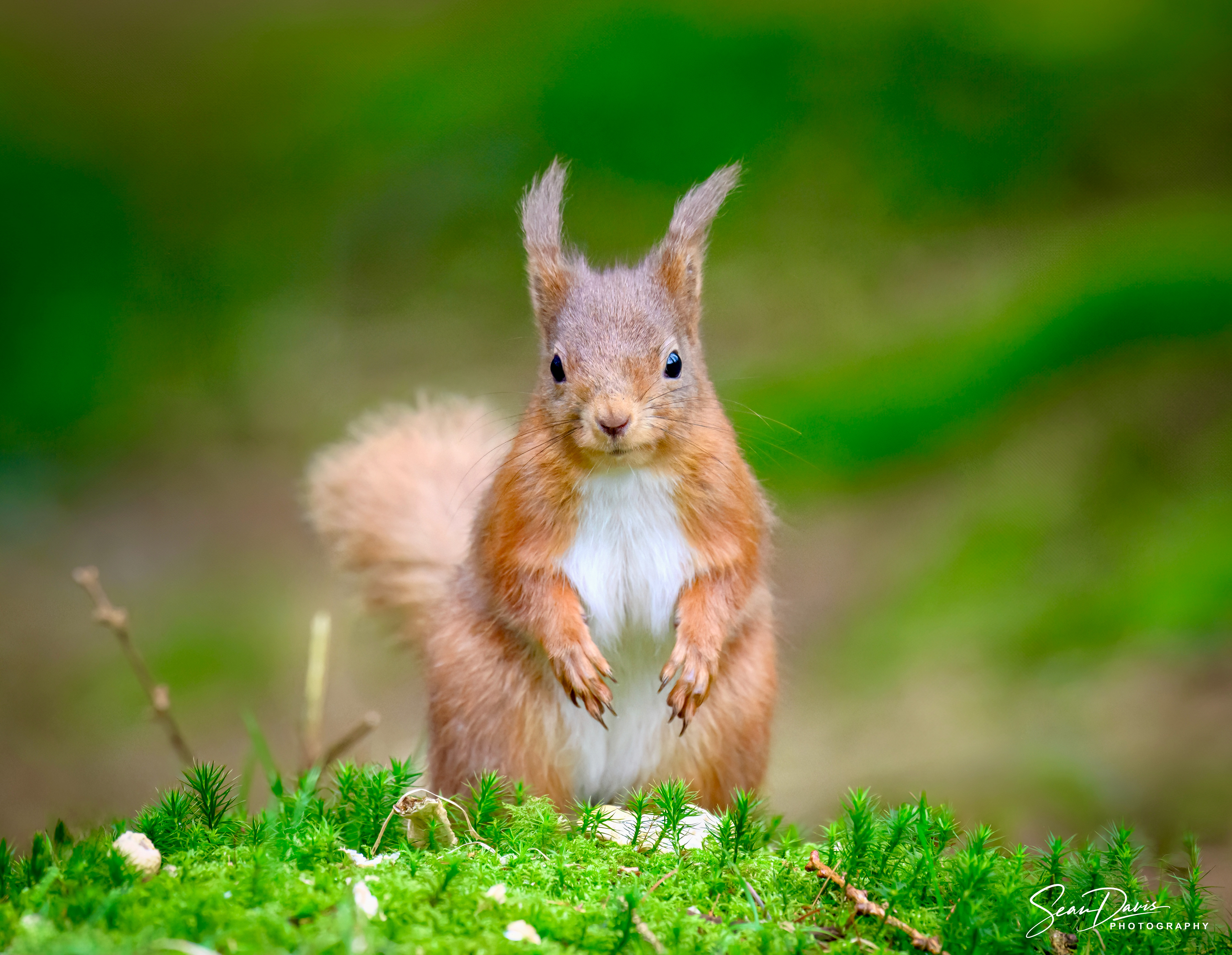 Red Squirrel
