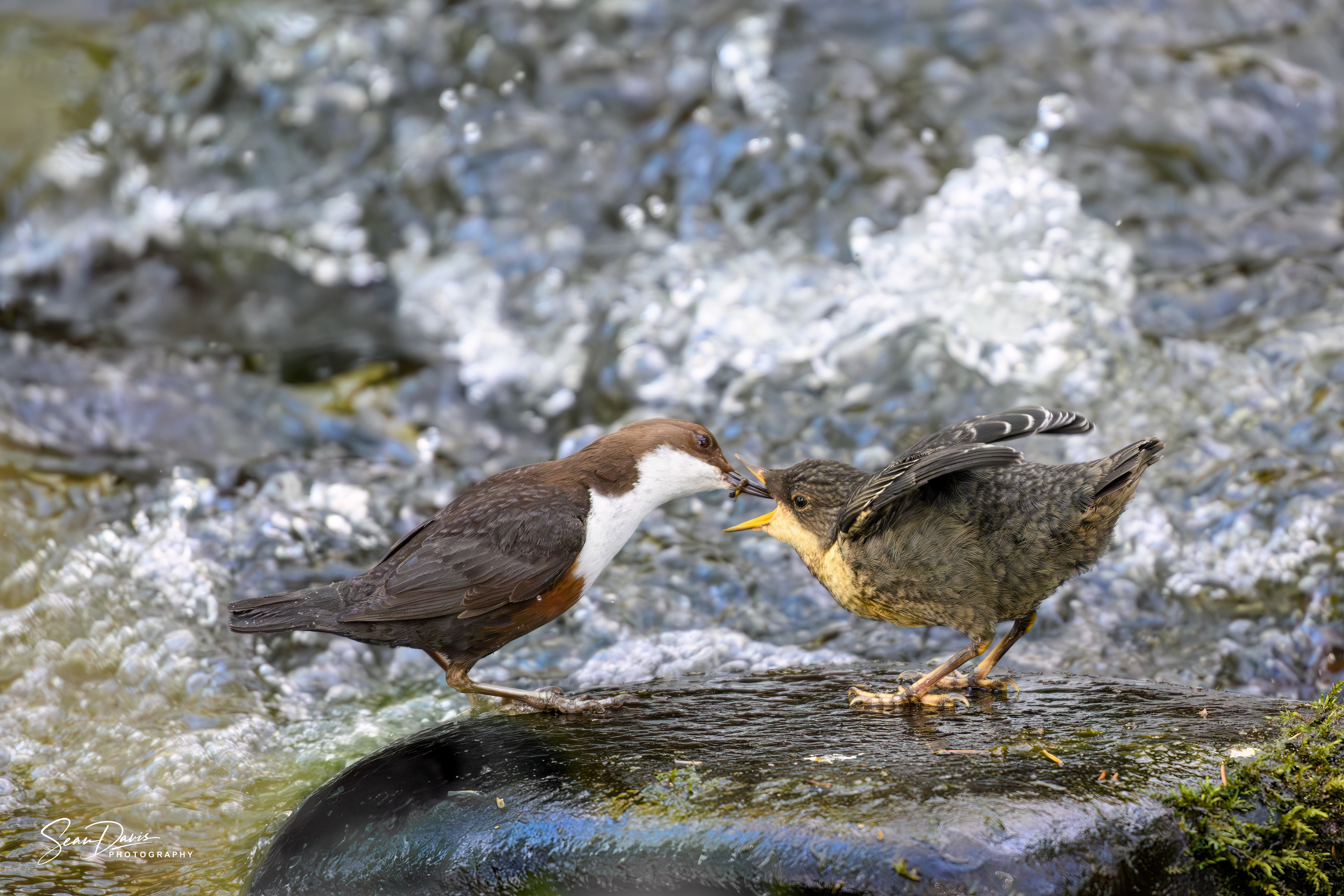 White Throated Dipper