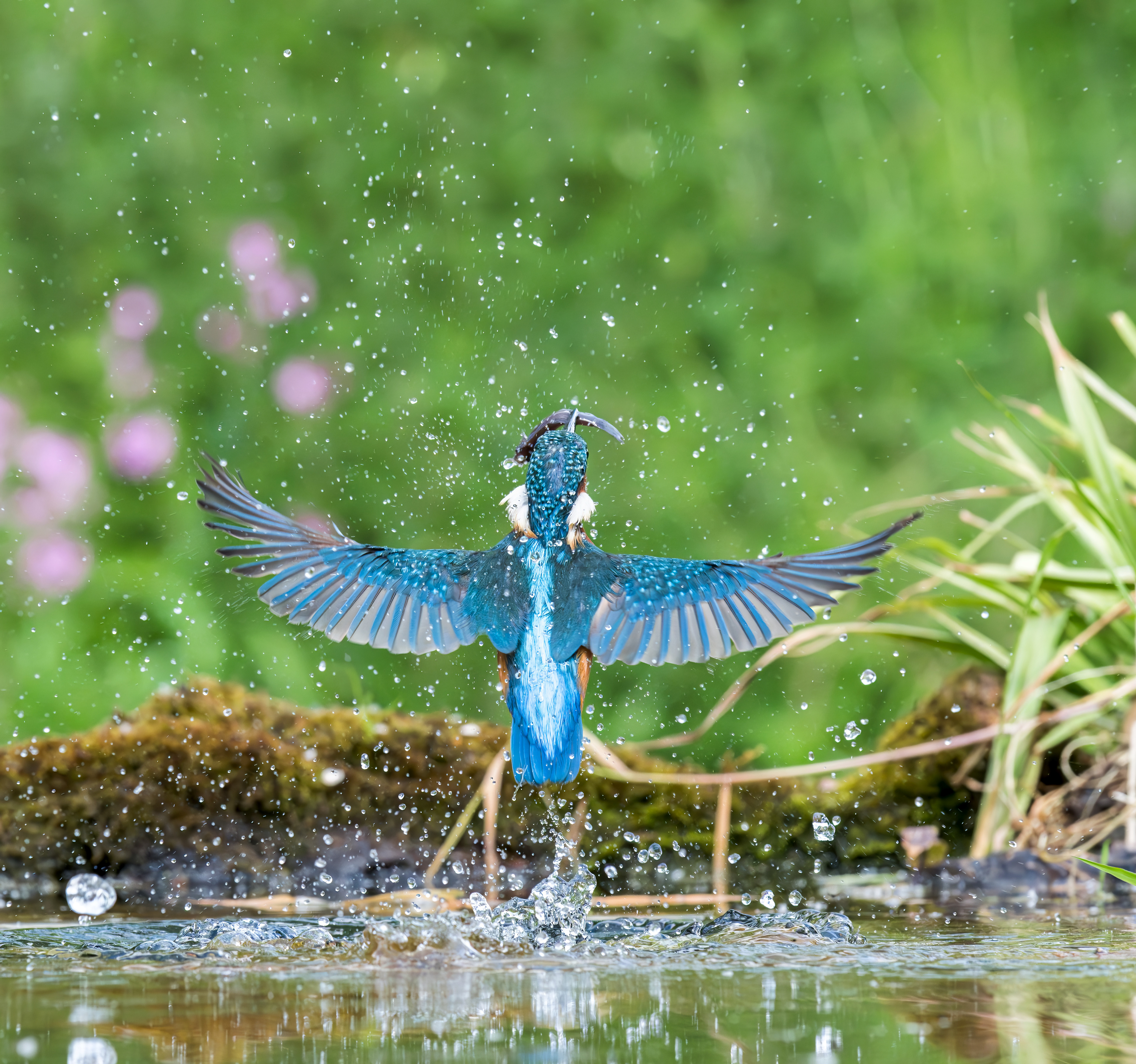 Common Kingfisher
